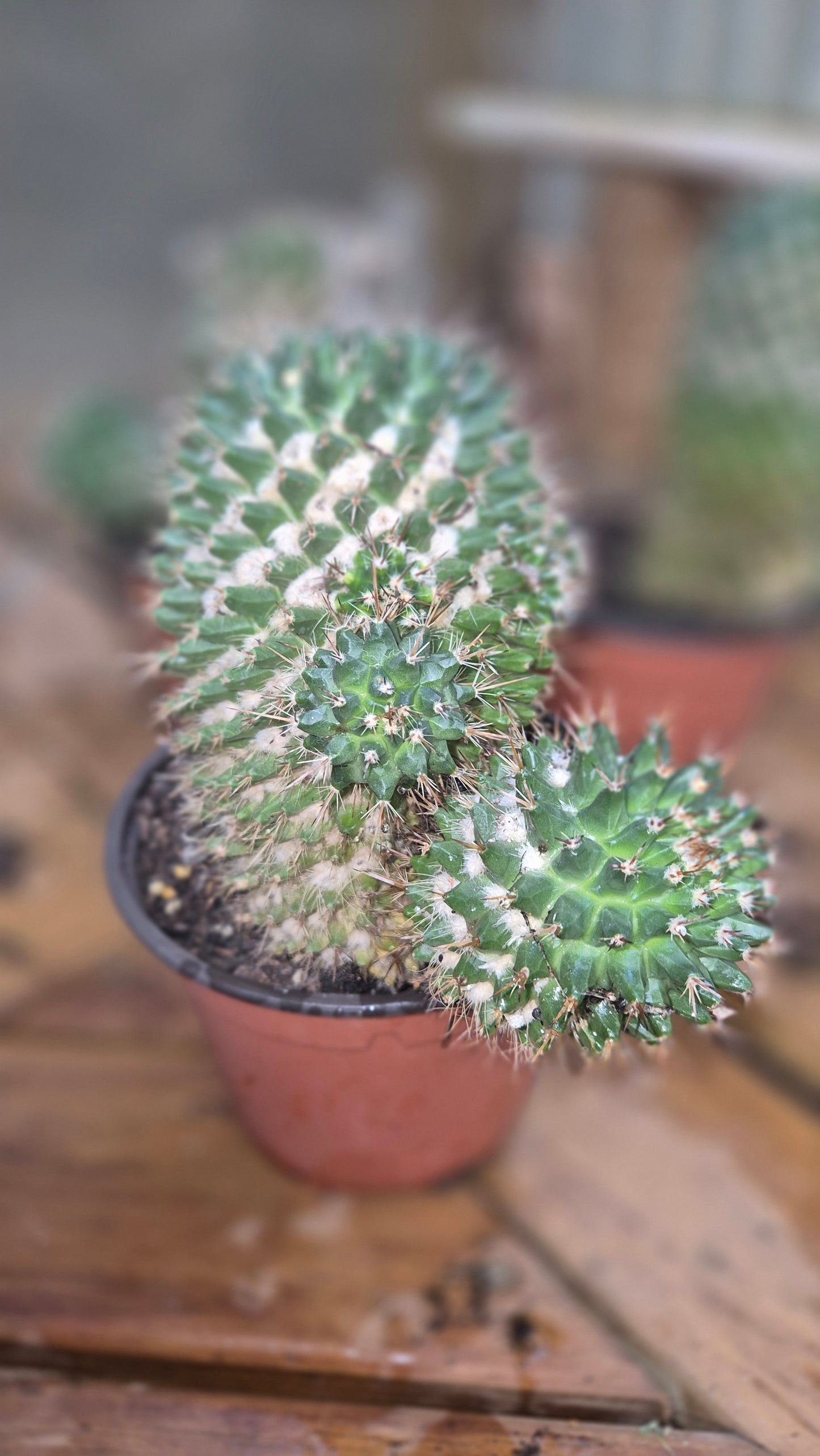 Cactus 🌵 mammillaria compressa
