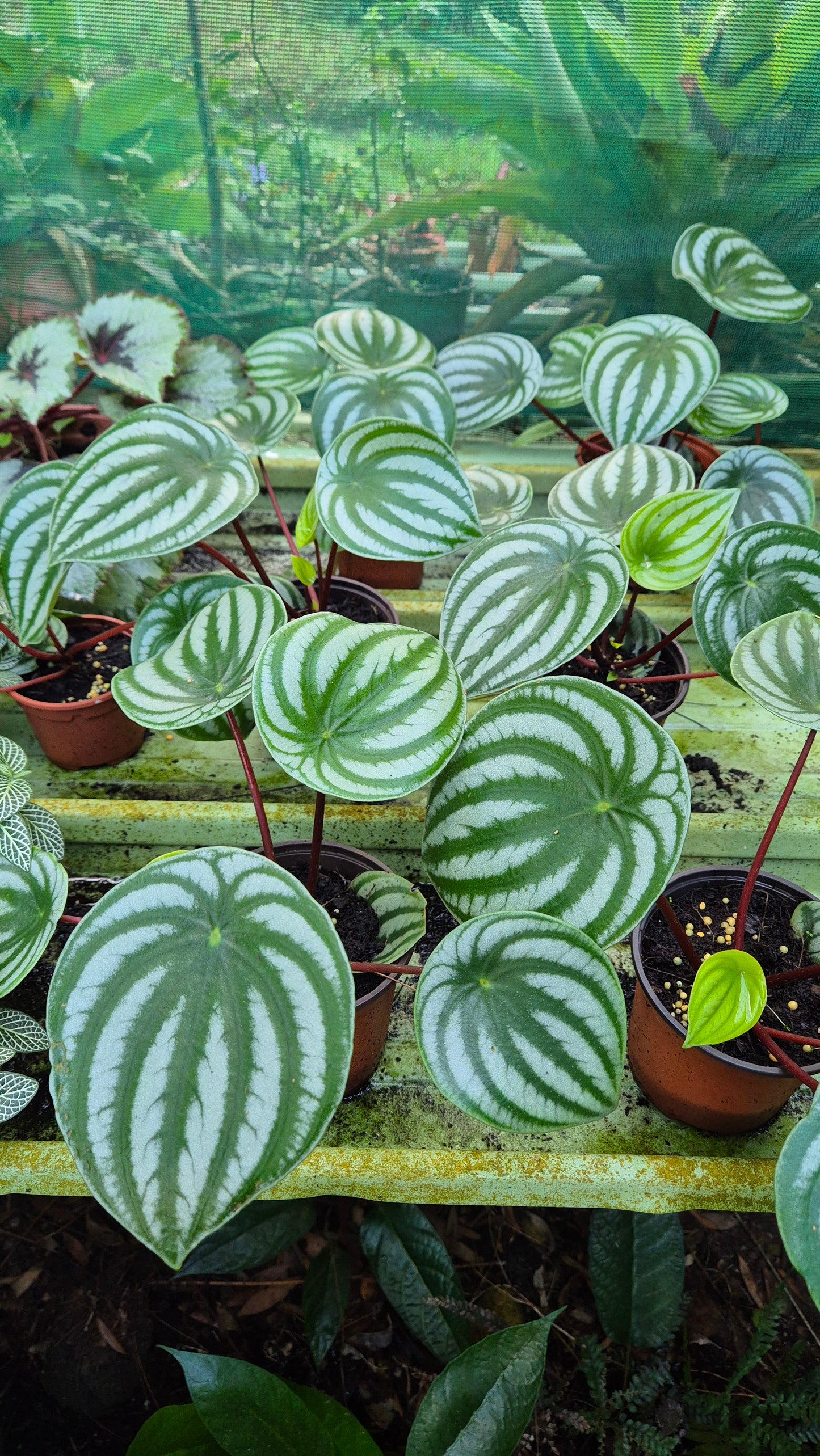 Pépéromia Argyreia . water melon