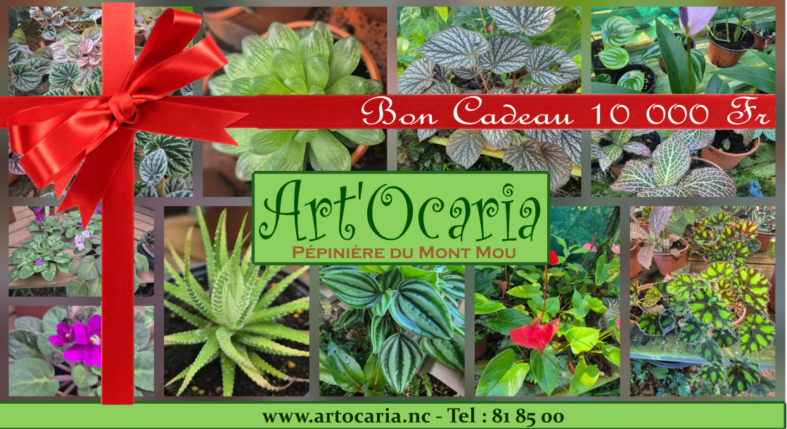 Bon cadeau Artocaria Pépinière