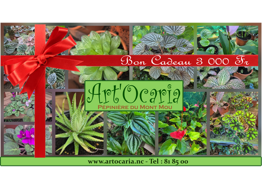 Bon cadeau Artocaria Pépinière