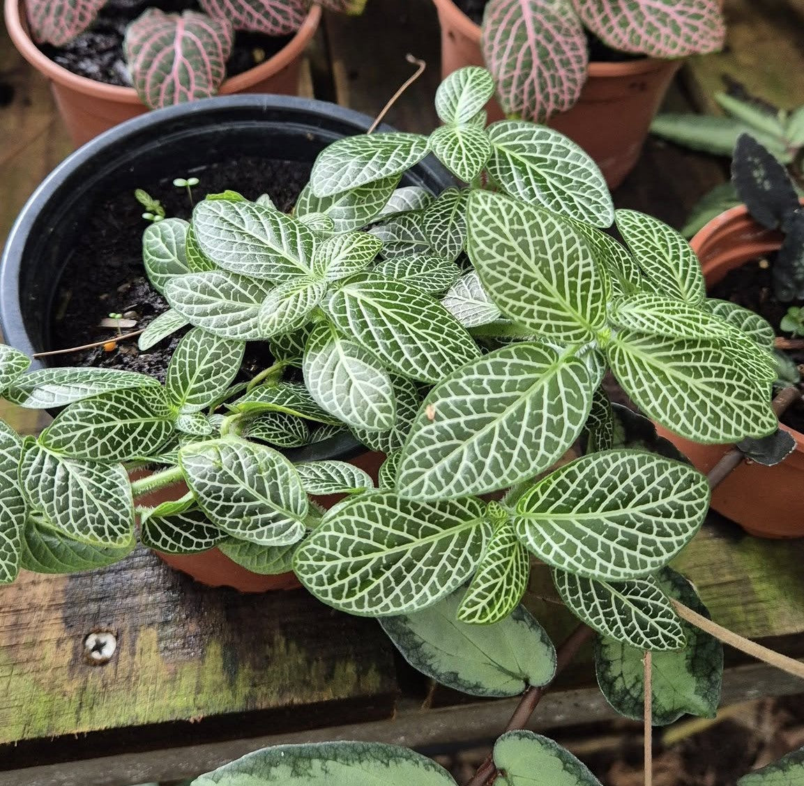 Fittonia Albivenis