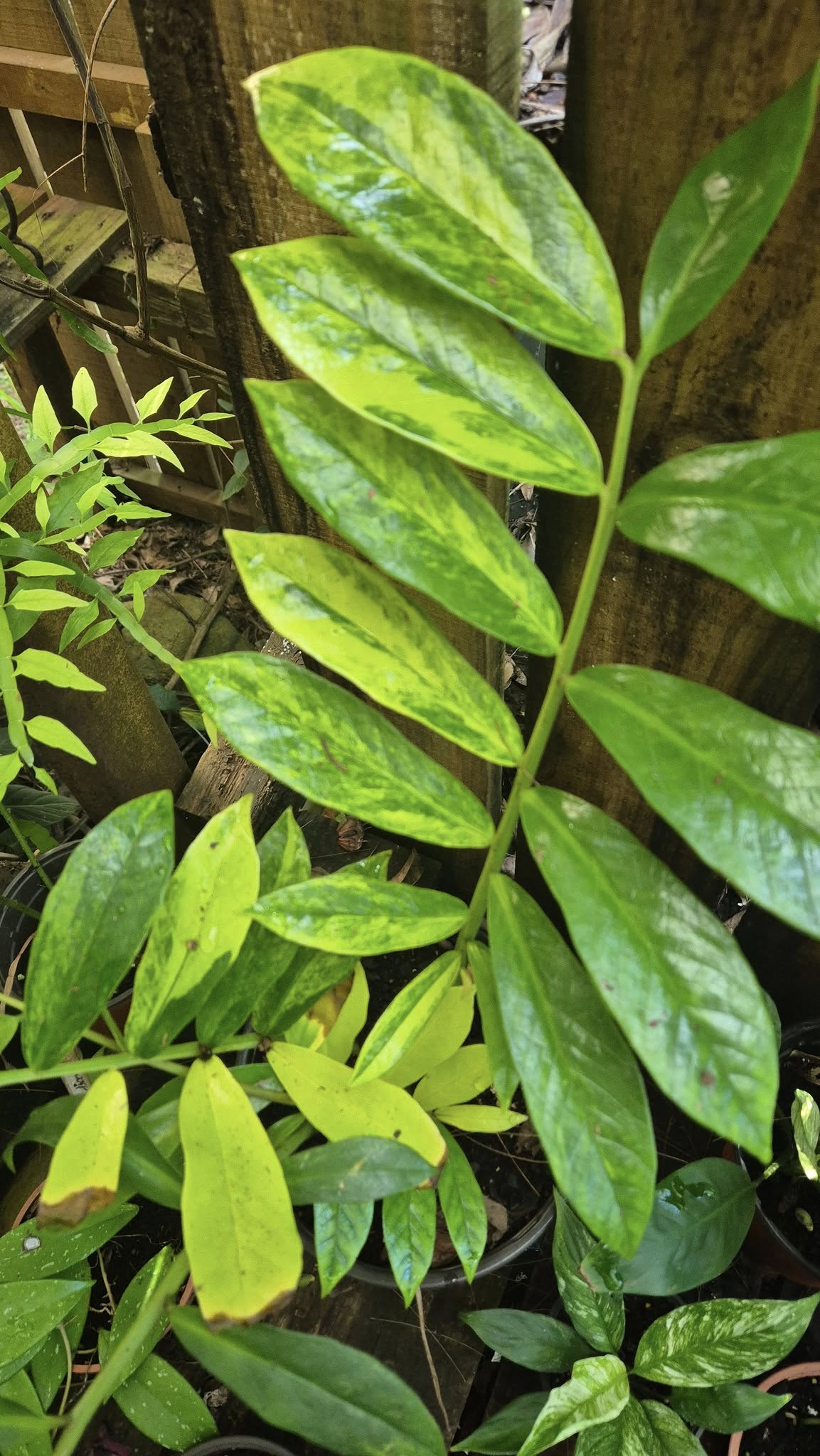 ZZ Zamioculcas variegata