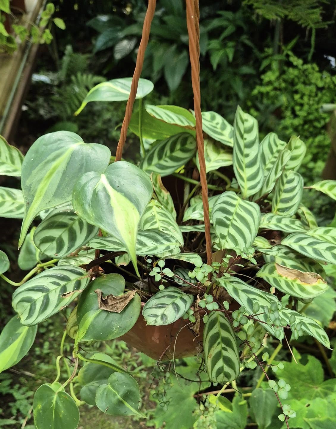 Composition Maranta, piléa et Philodendron Brasil