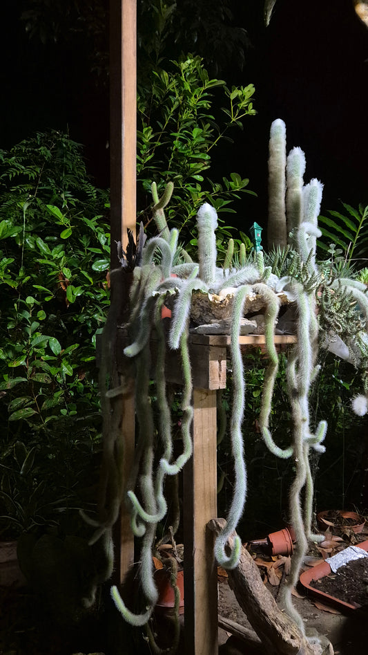 Cactus queue de singe