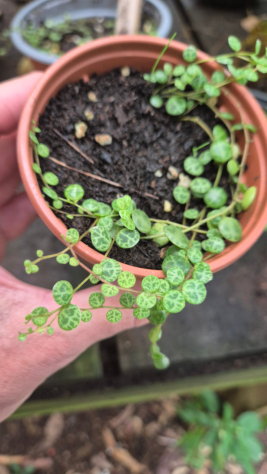 Pilea carperata chaîne de tortue 🐢