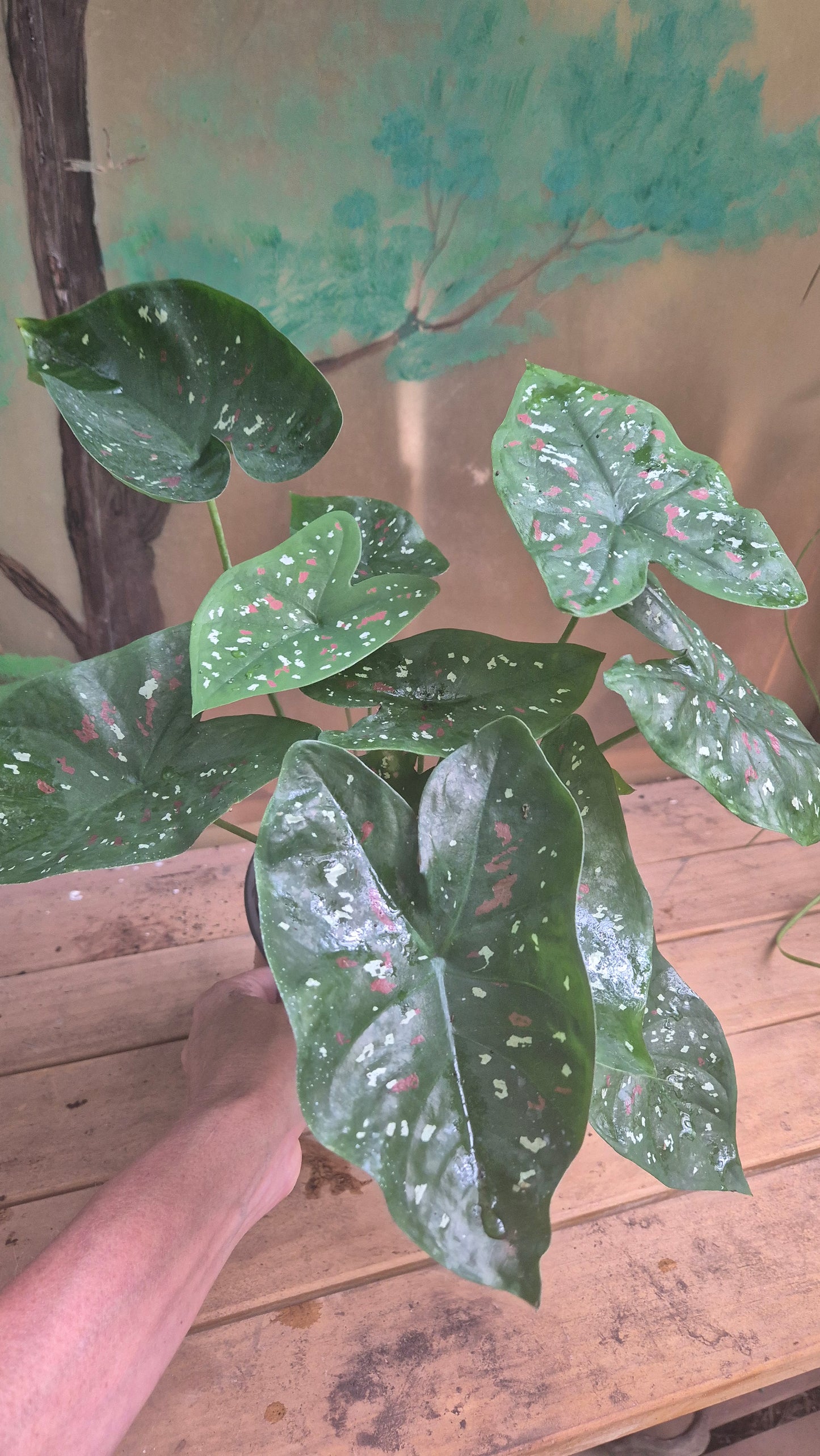 Caladium