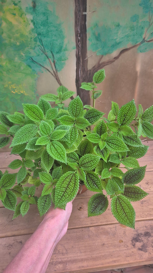 Pilea mollis