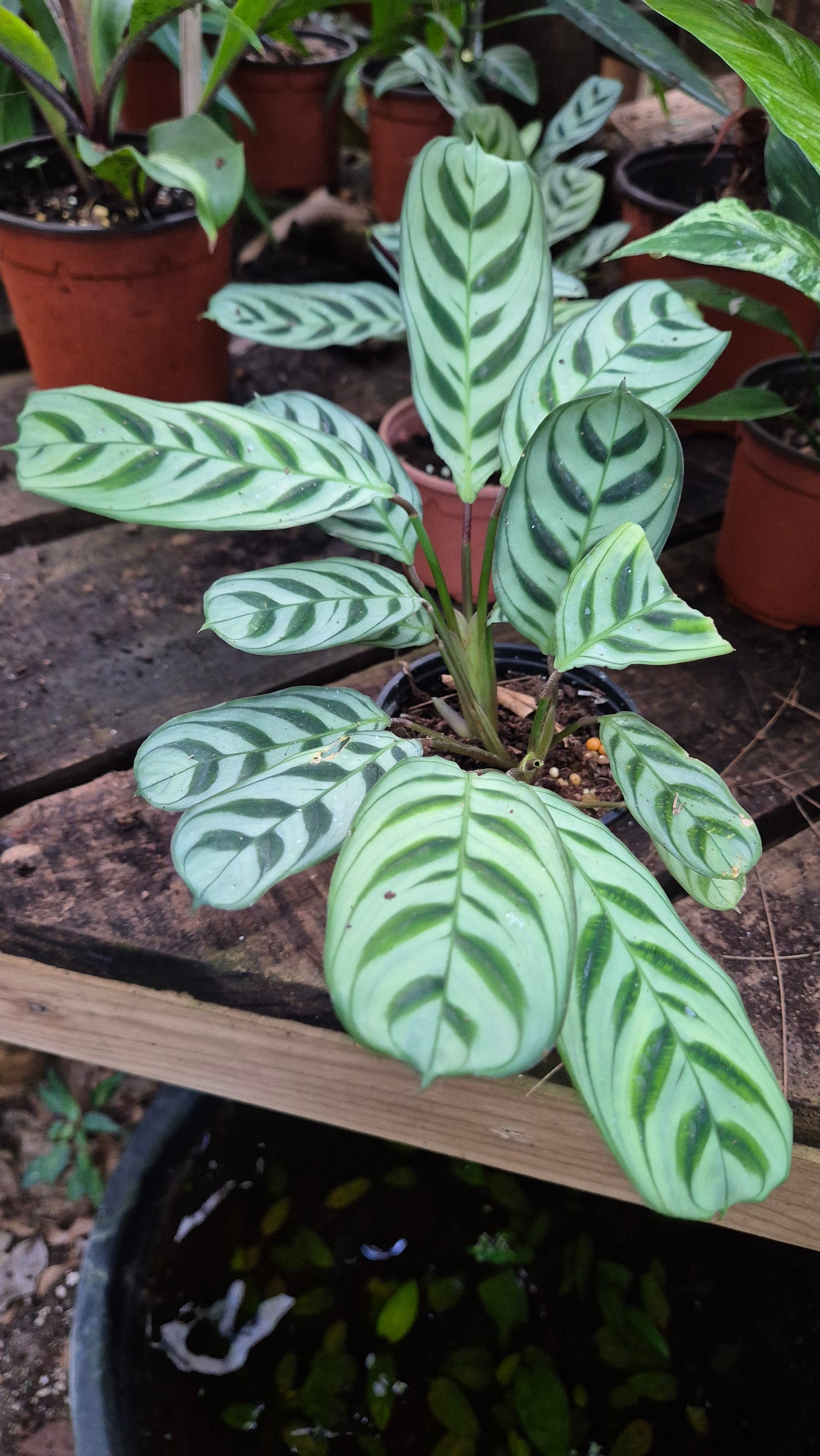 Maranta