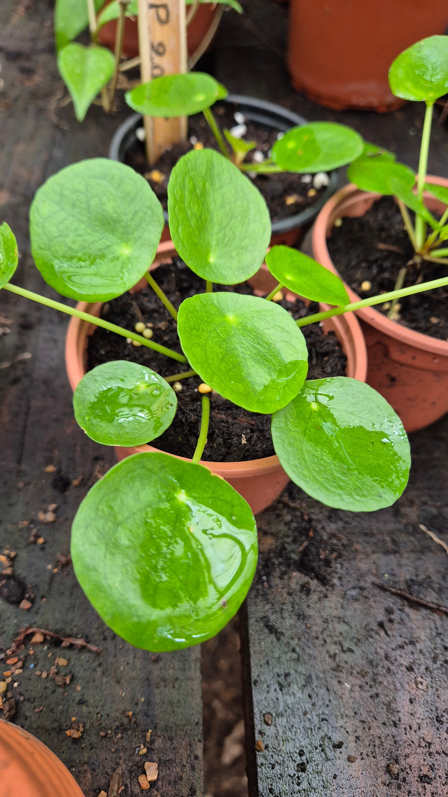 Pilea Peperomioides