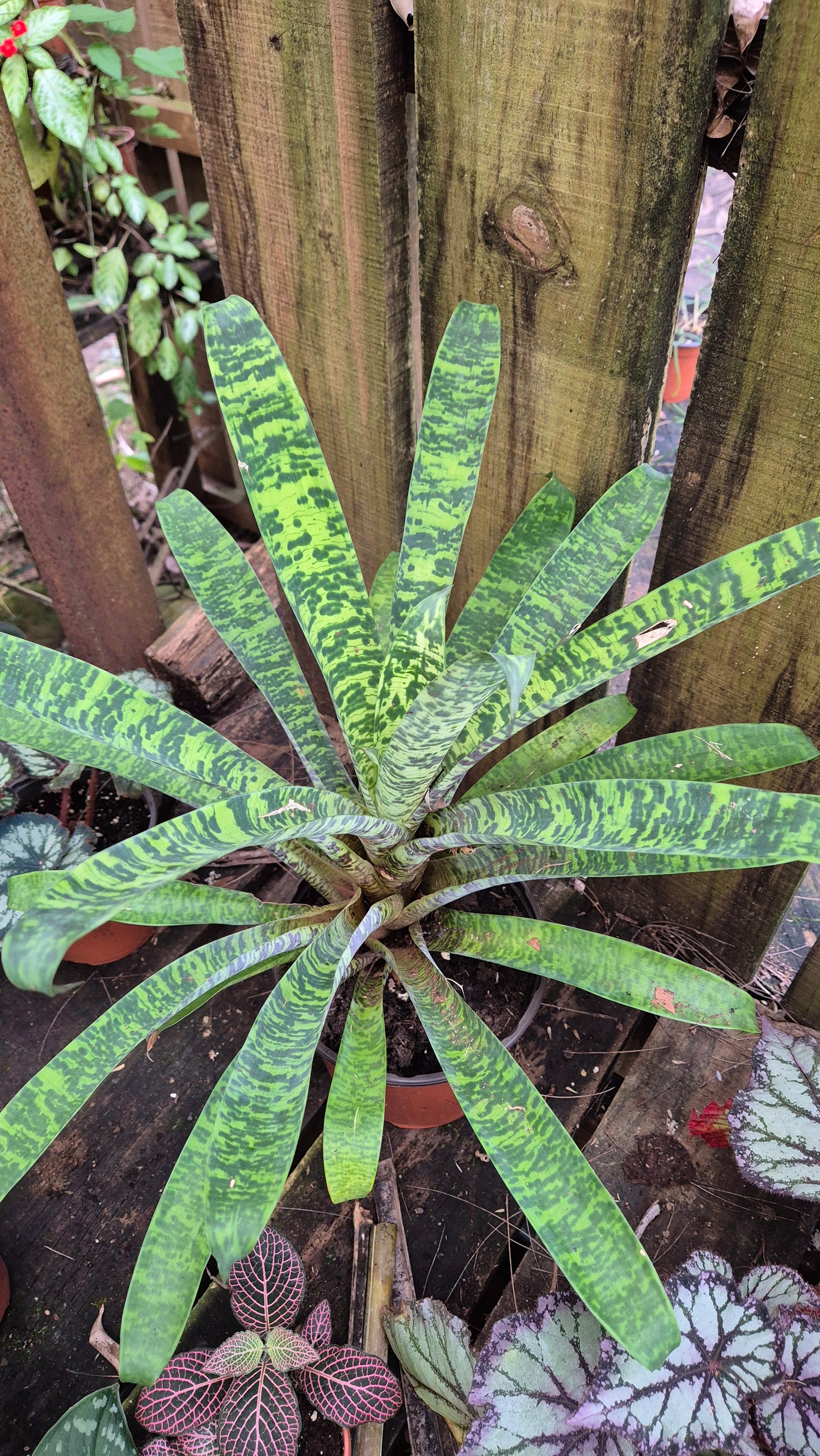 Bromelia vriesea