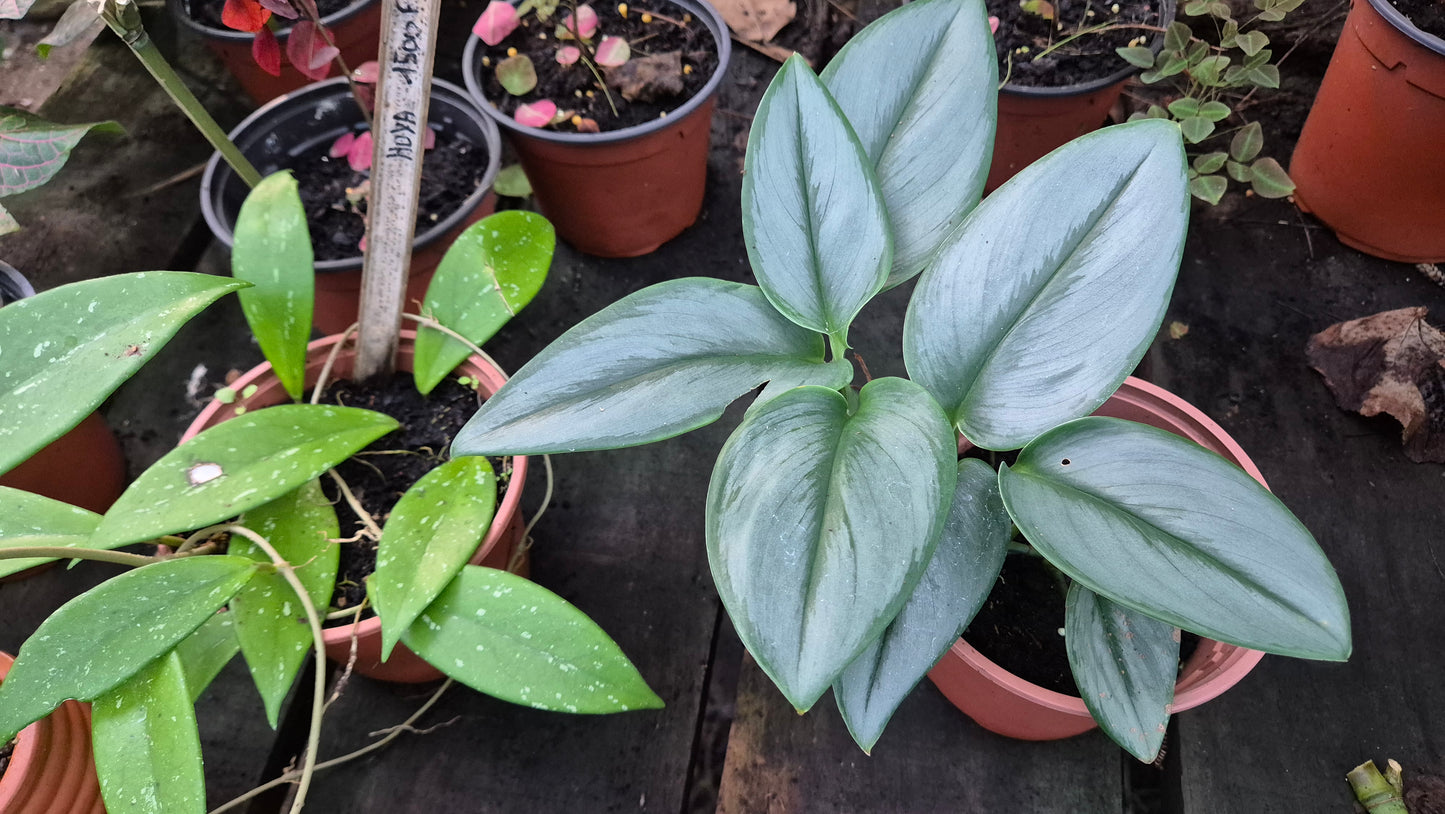 Scindapsus treuil "moonlight"