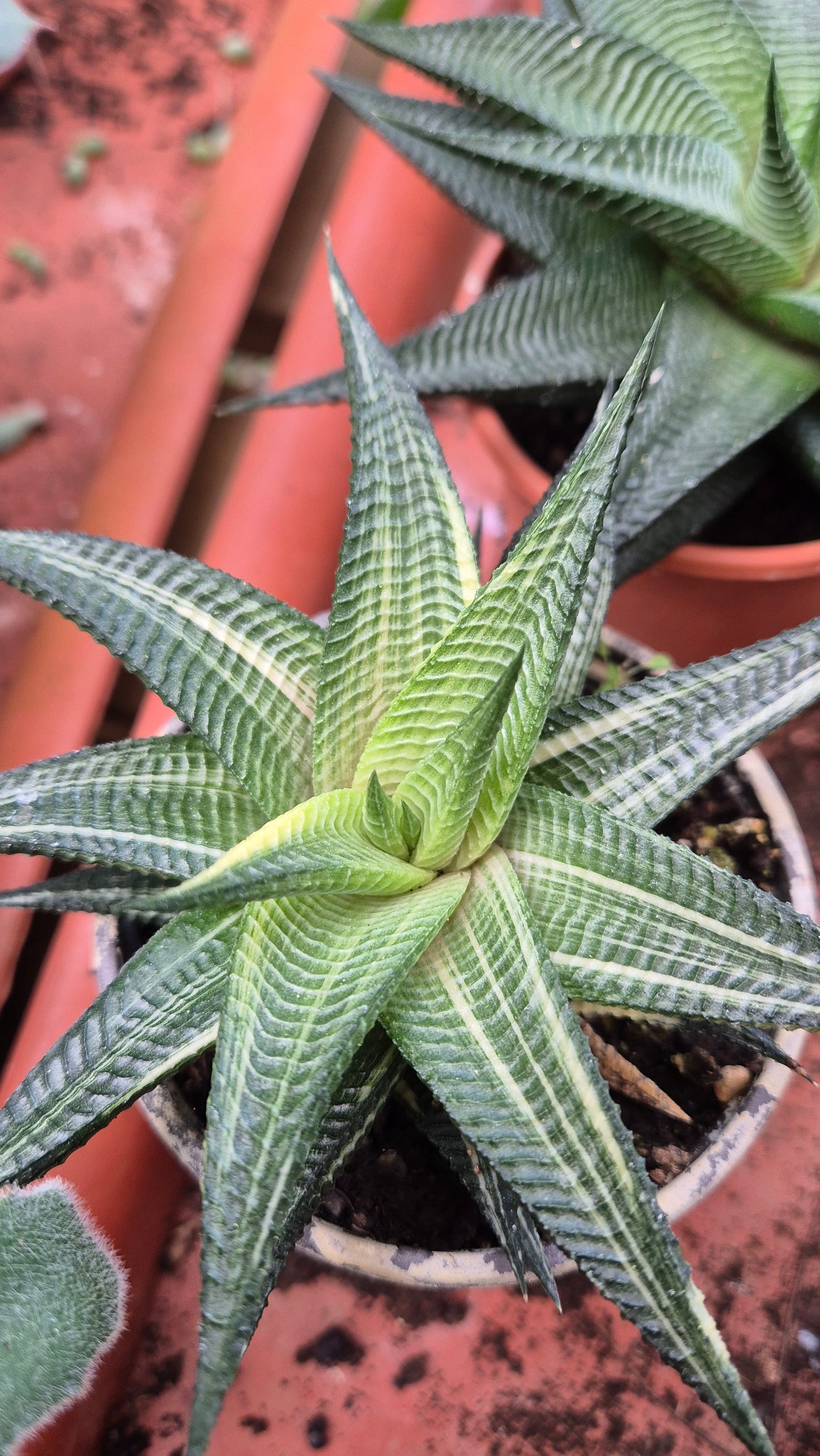 Haworthia