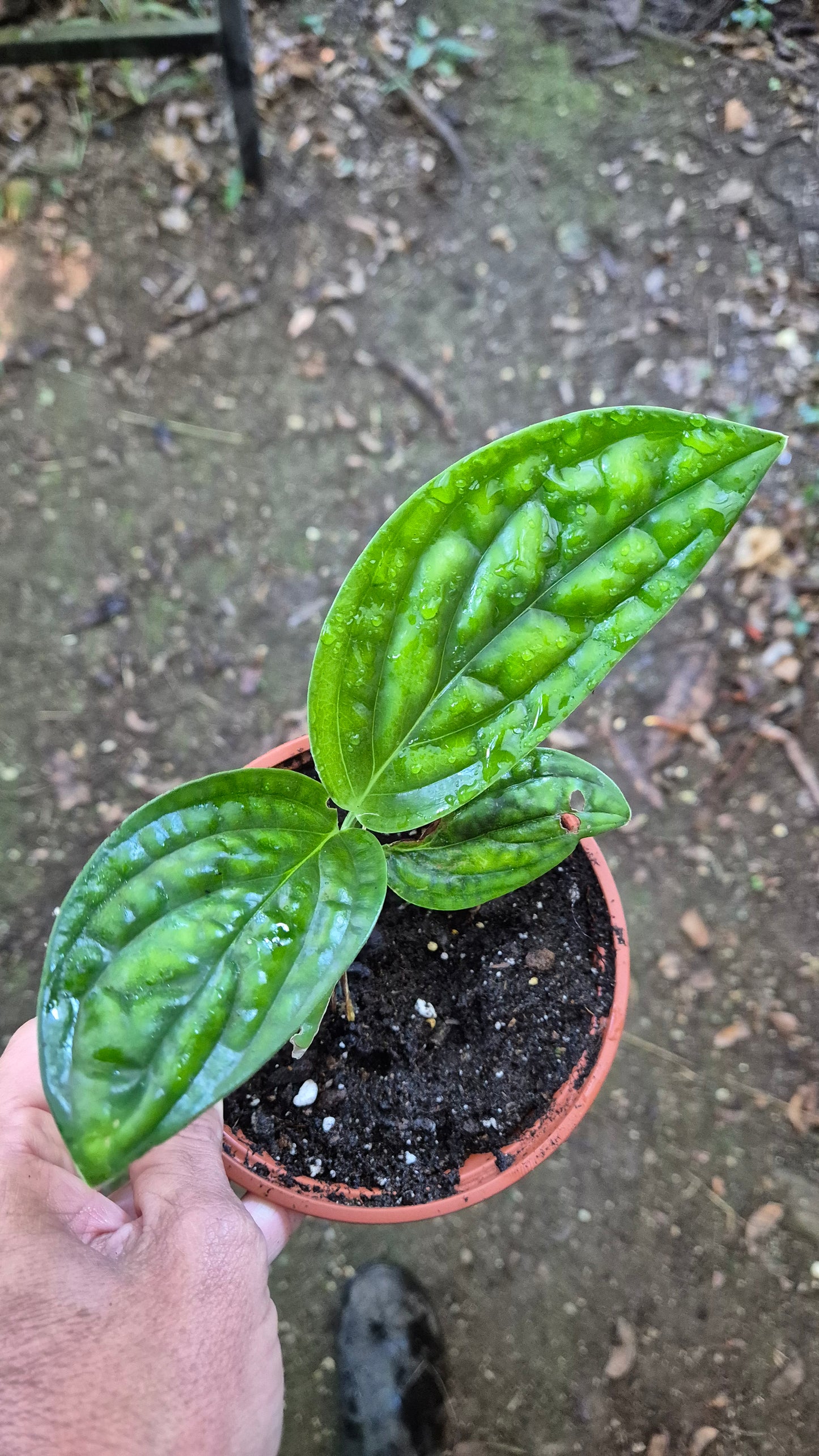 Monstera peru