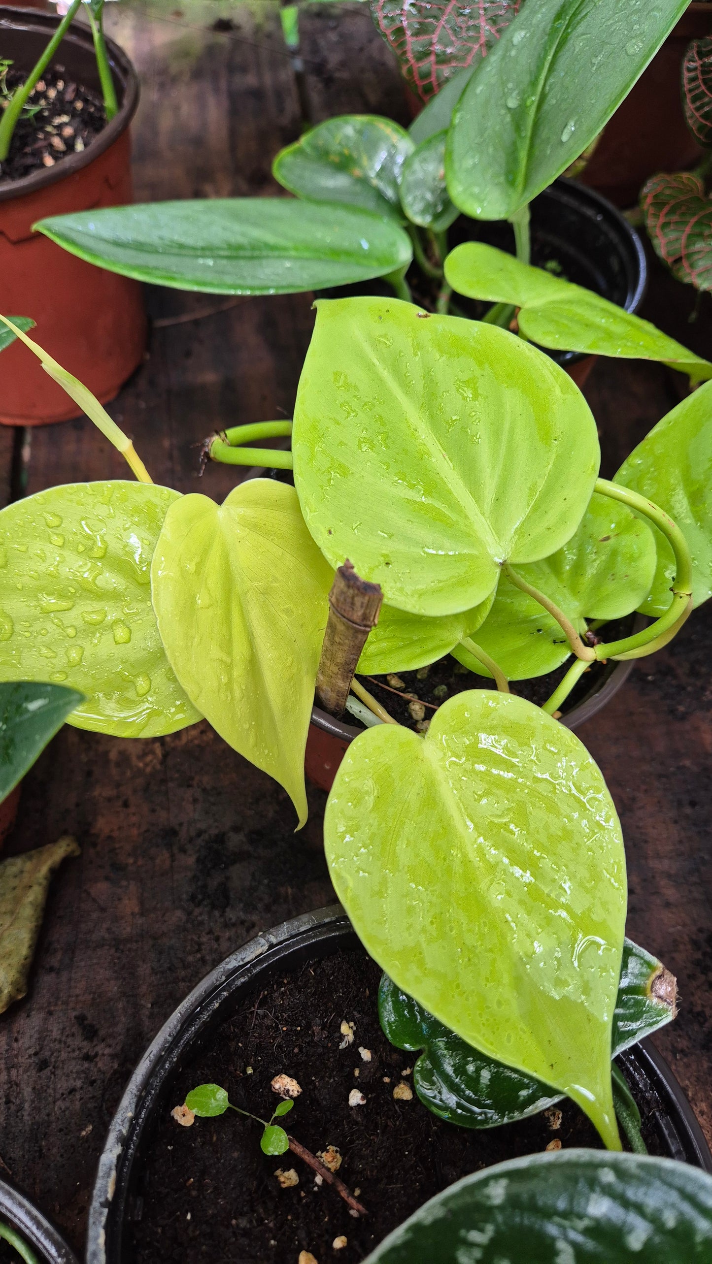 Philodendron néon