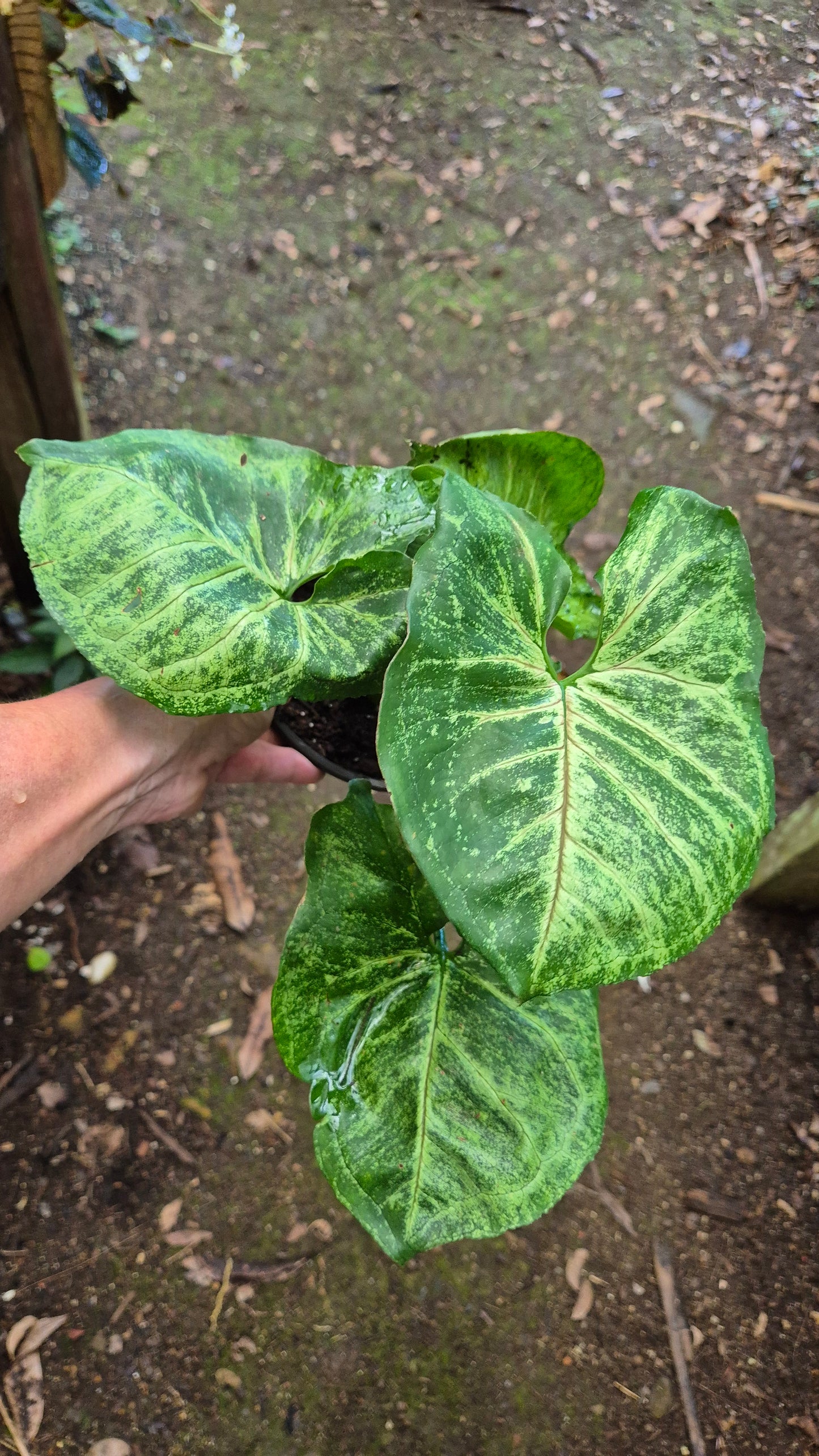 Syngonium