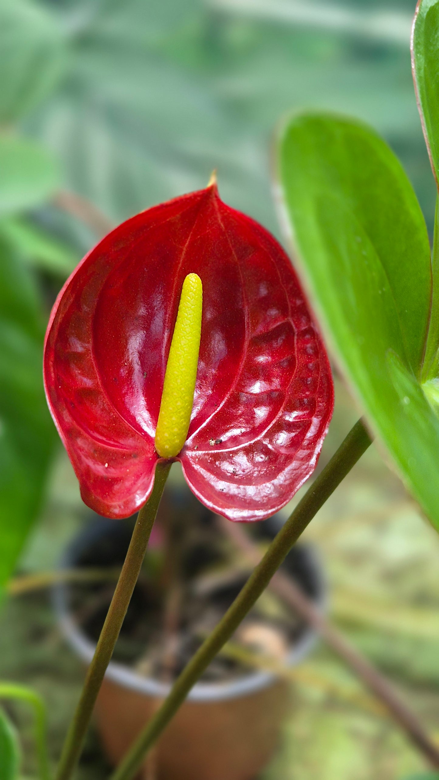Anthurium rouge foncé