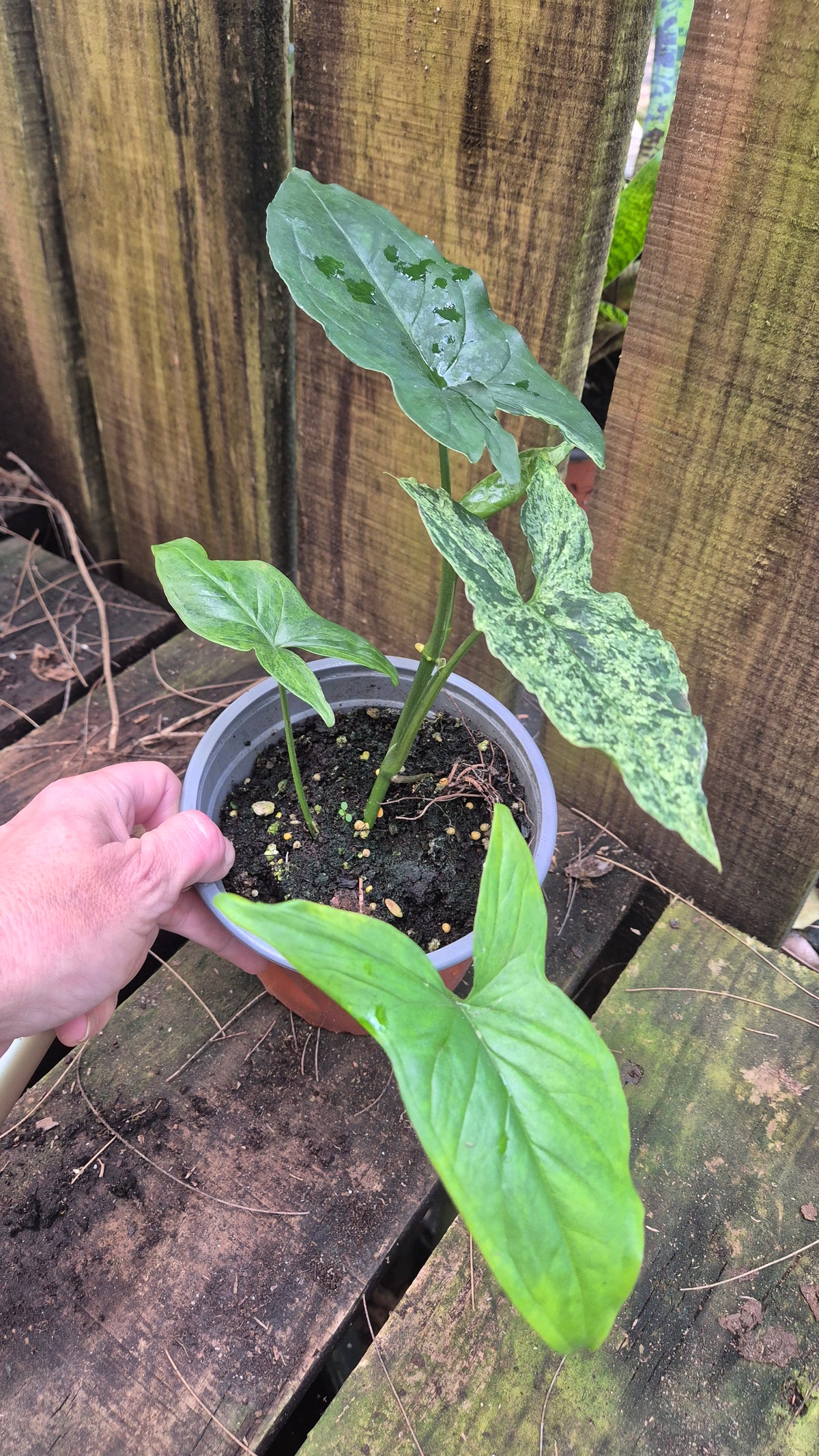 Syngonium mojito