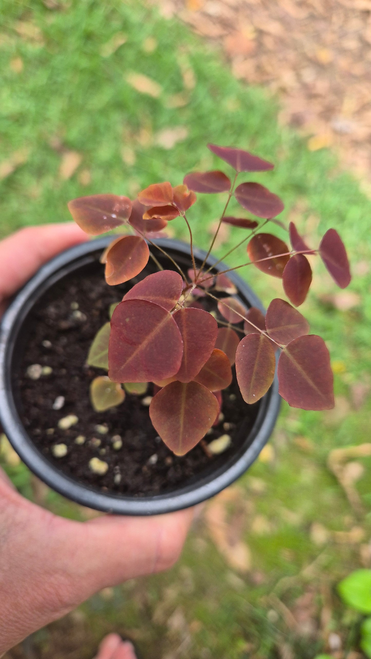Oxalis purpurea