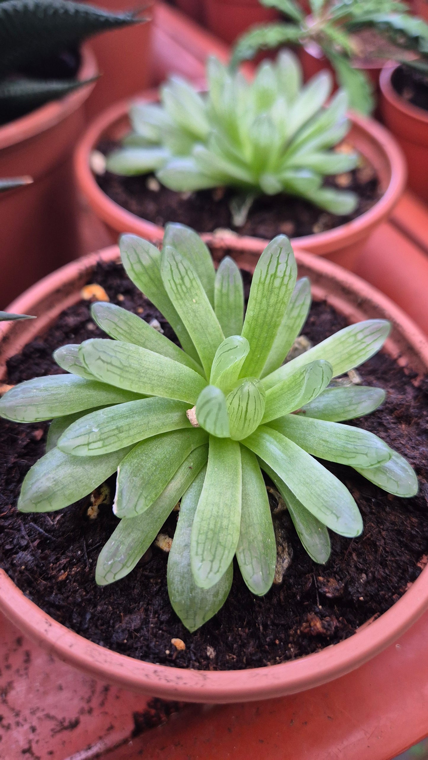 Haworthia