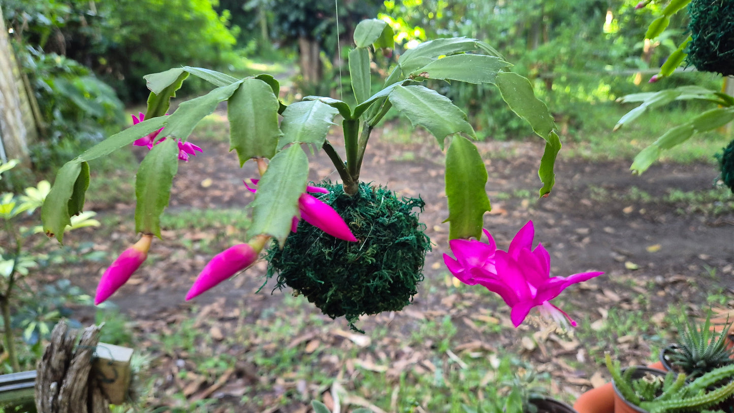 Kokedama slumbergera
