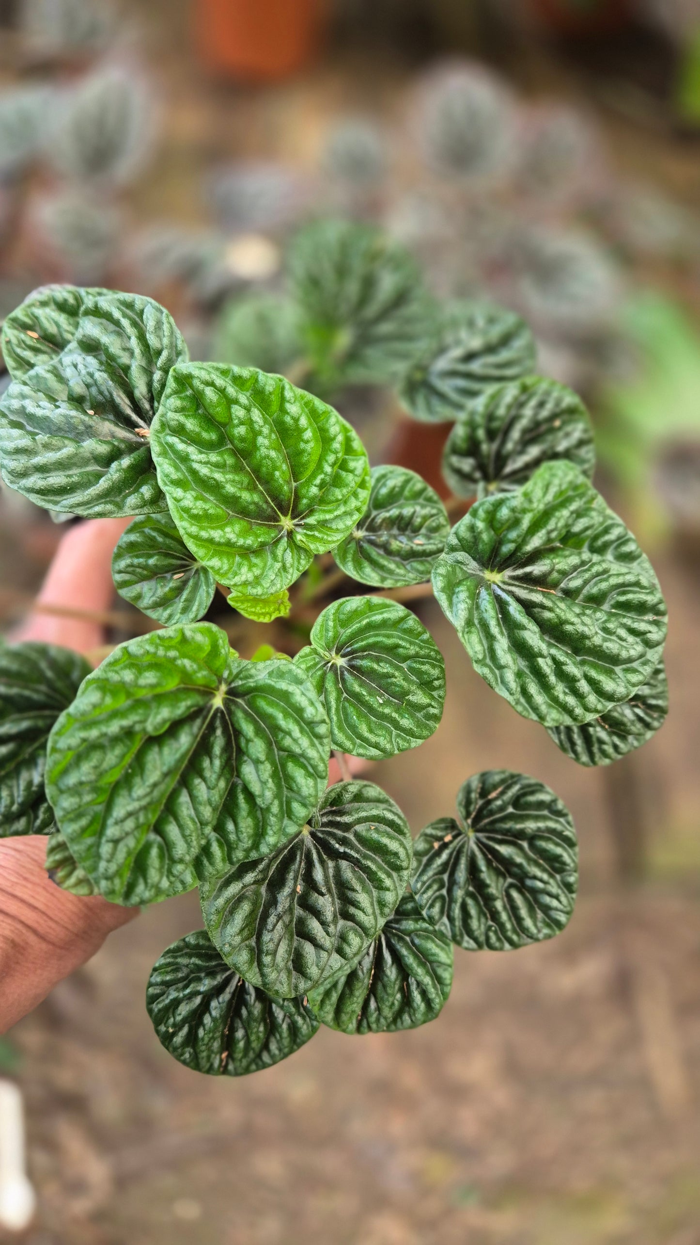 Peperomia carperata vert