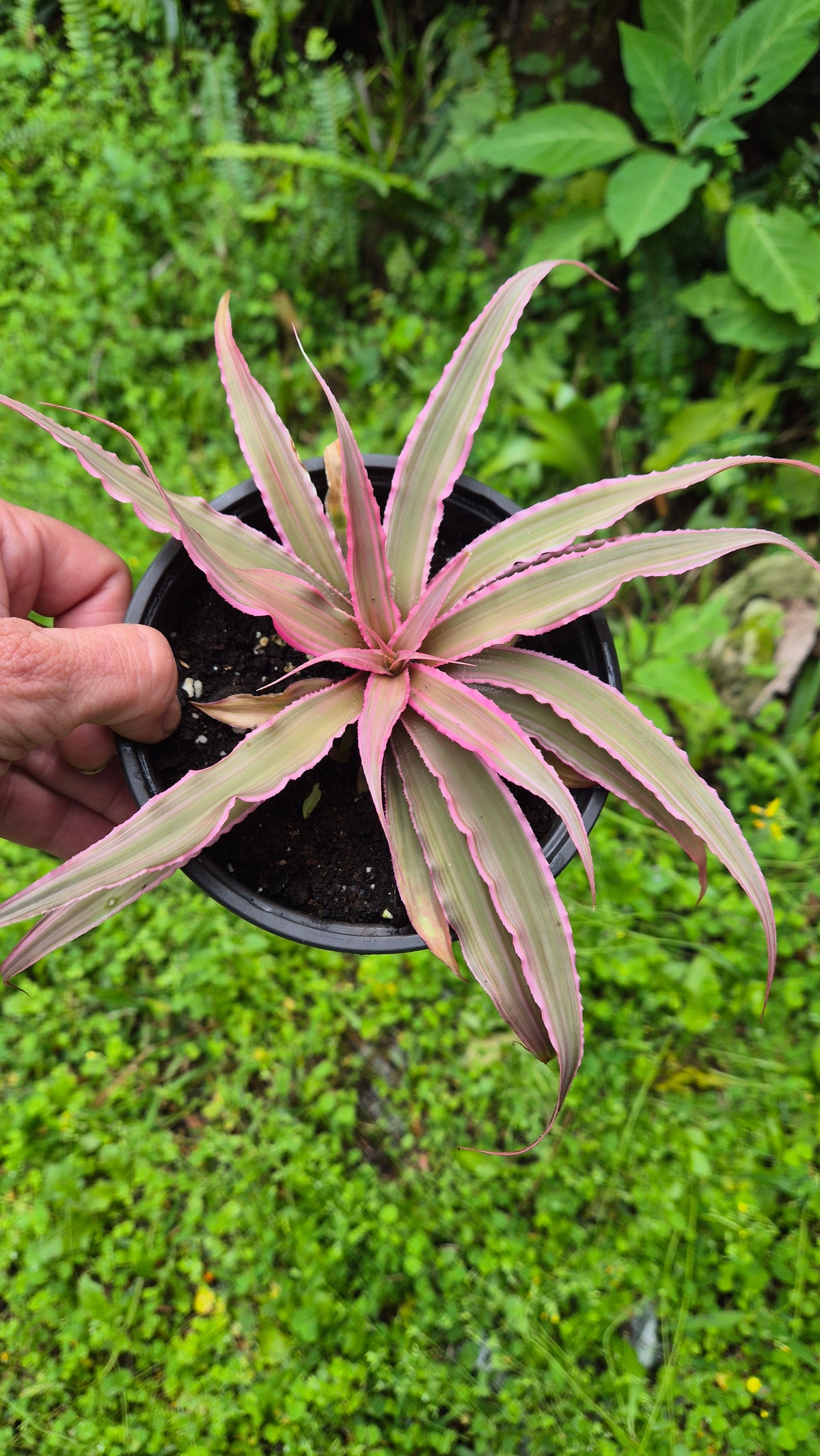 Cryptanthus rose