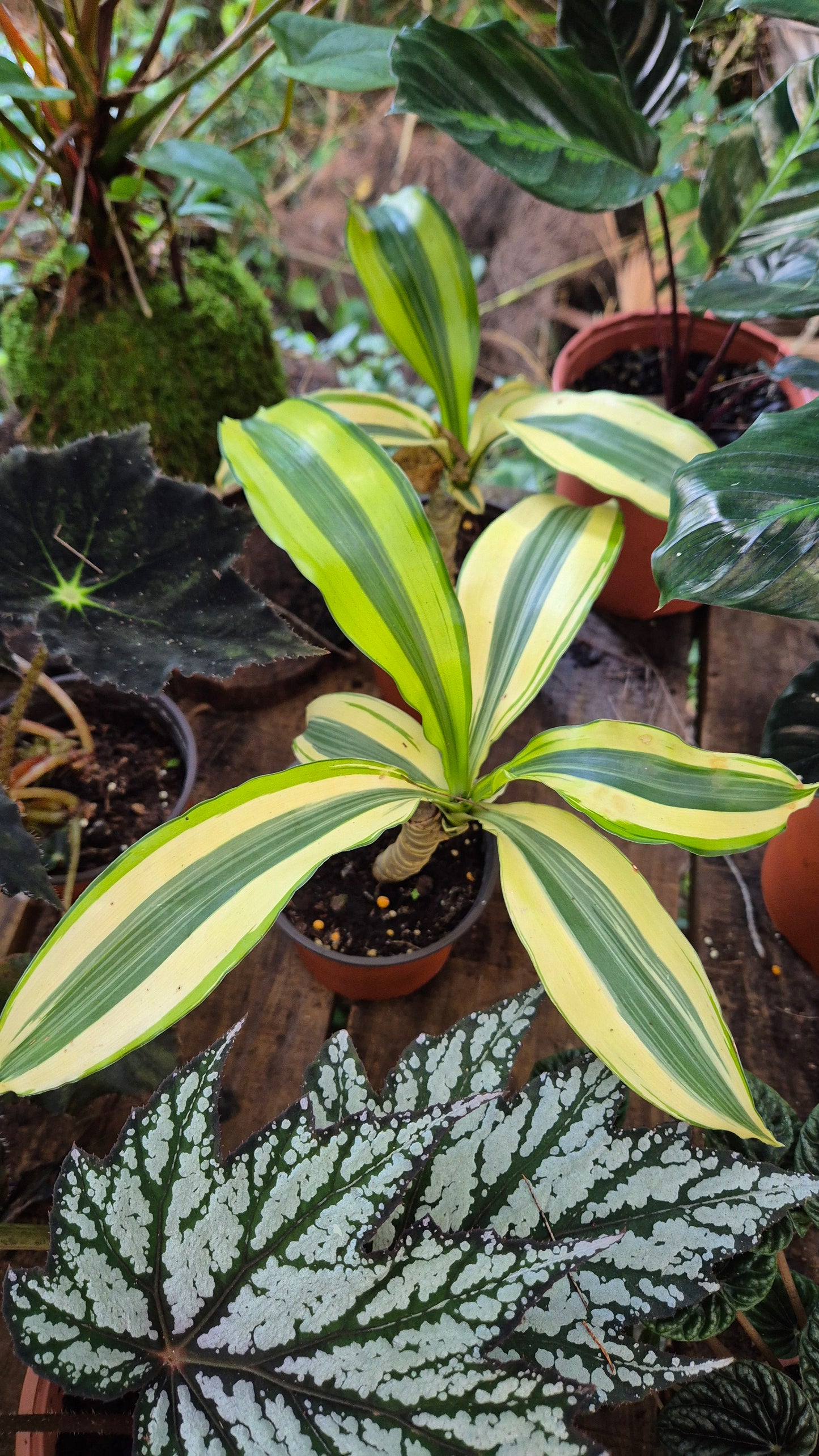 Arbre du bonheur panaché