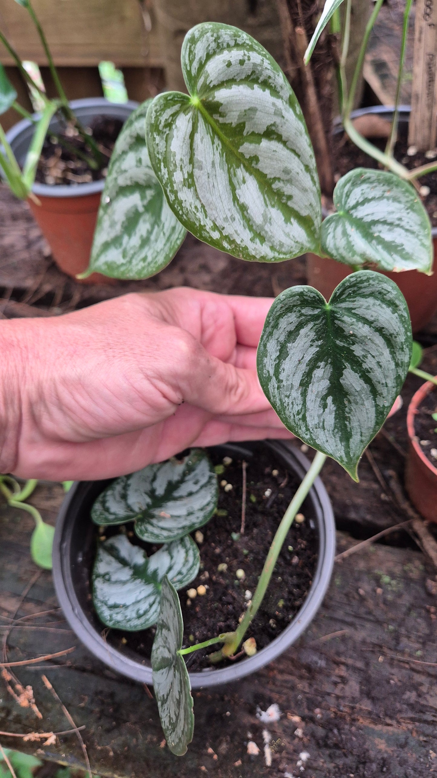 Philodendron brandtianum