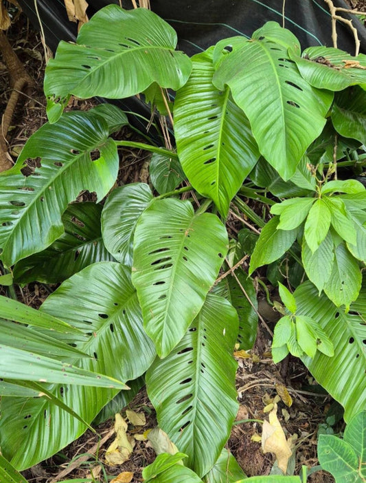 Monstera lechleriana scott