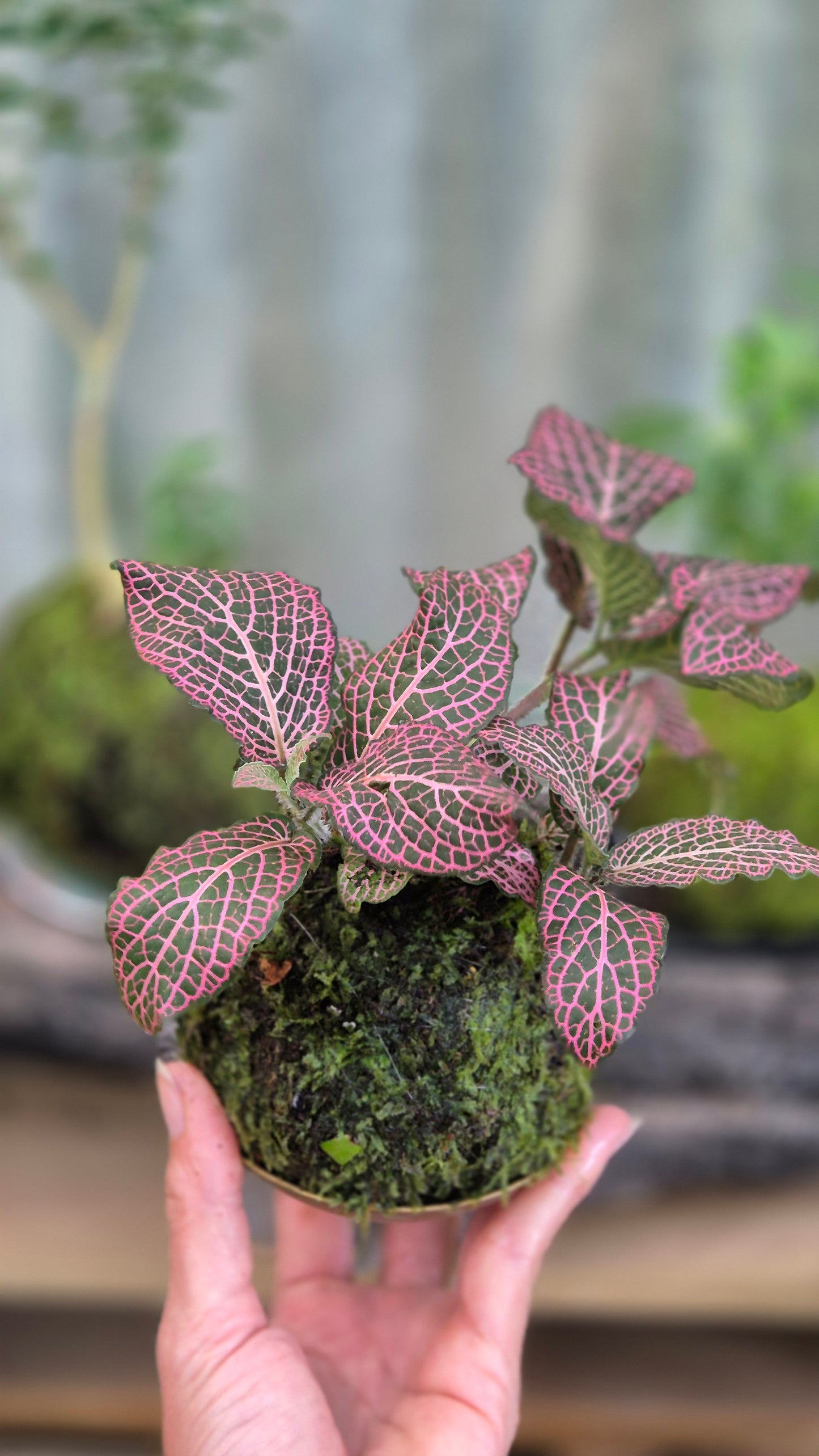 Kokedama Fittonia rose