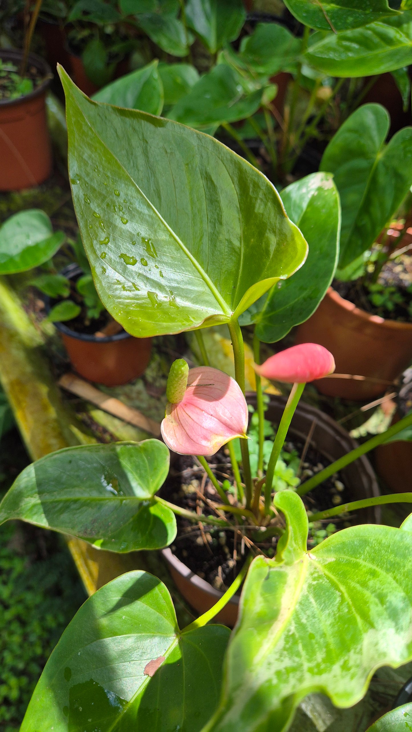 Anthurium nain fleur rose