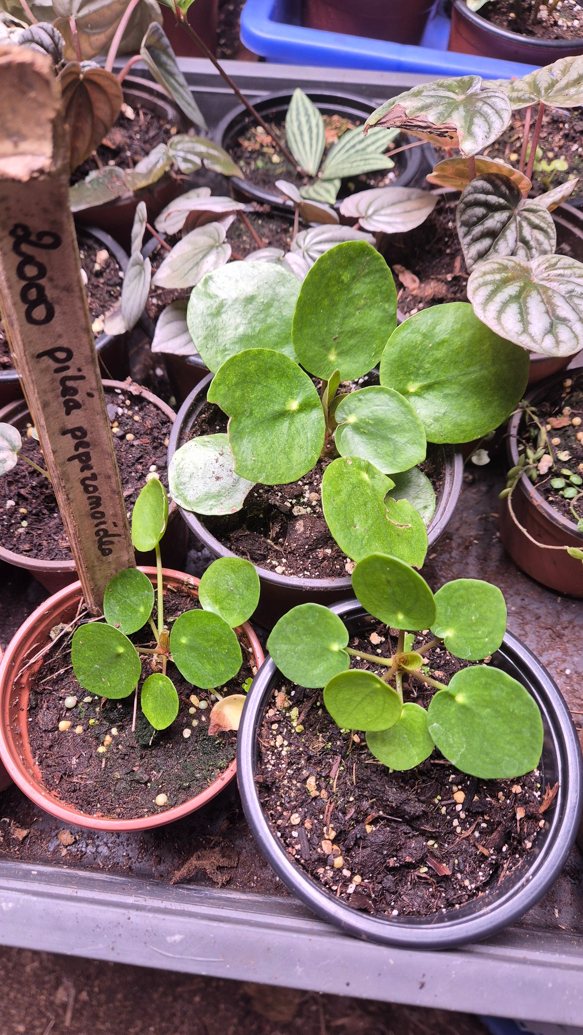 Pilea Peperomioides