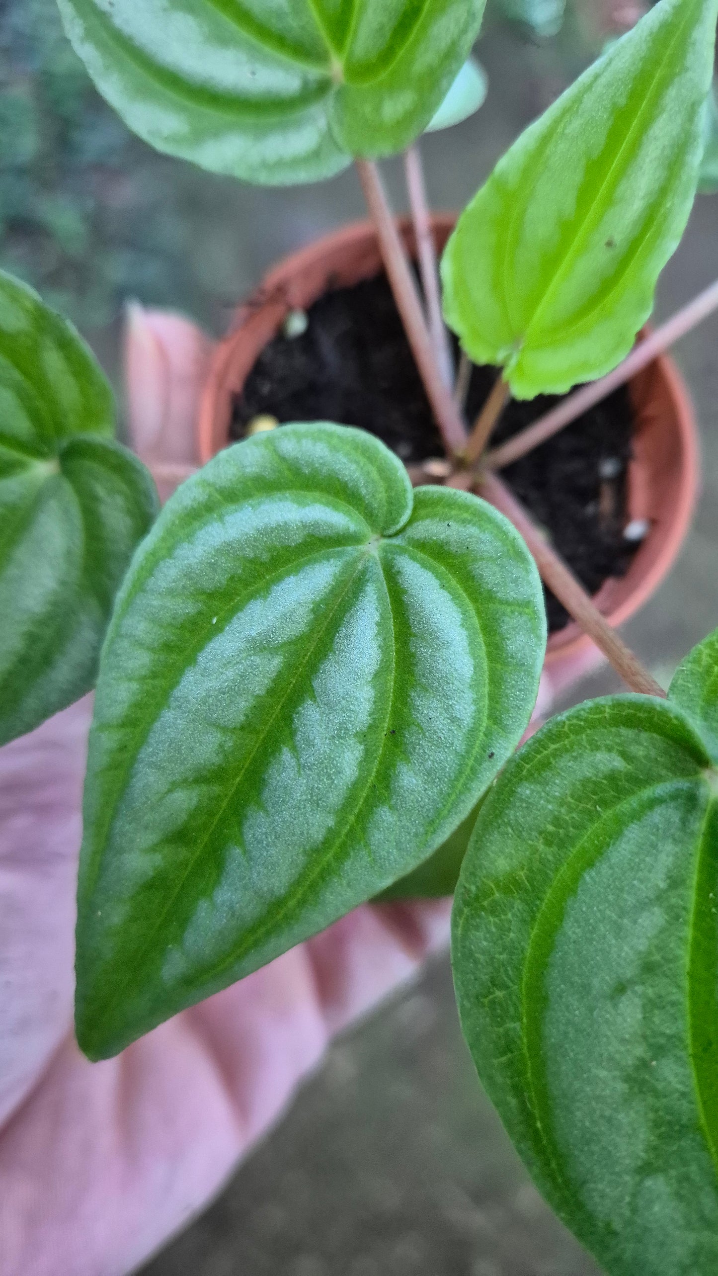 Peperomia vert mini pot