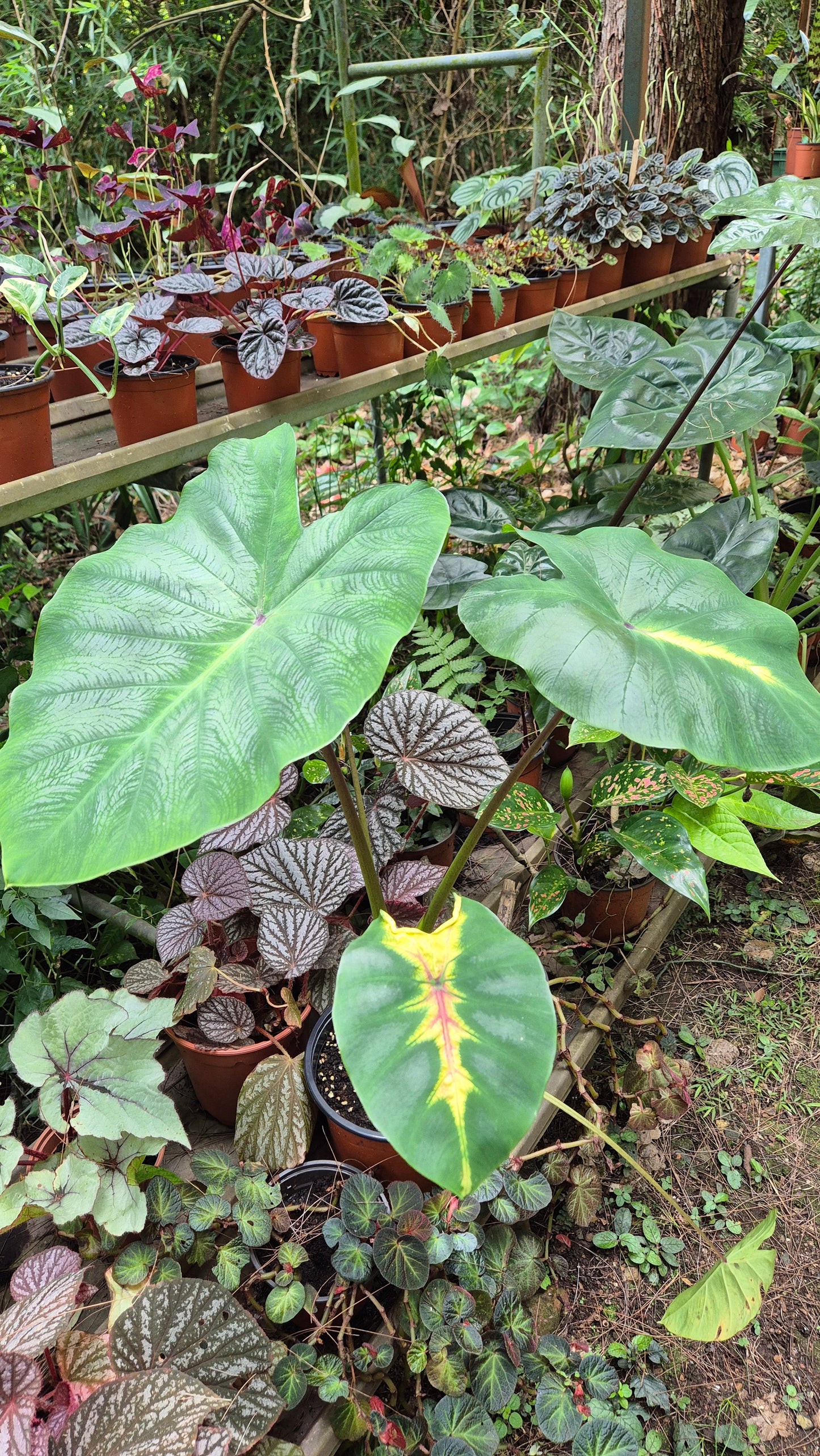 Colocasia esculenta Scott