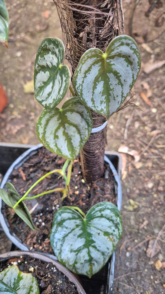 Philodendron brandtianum