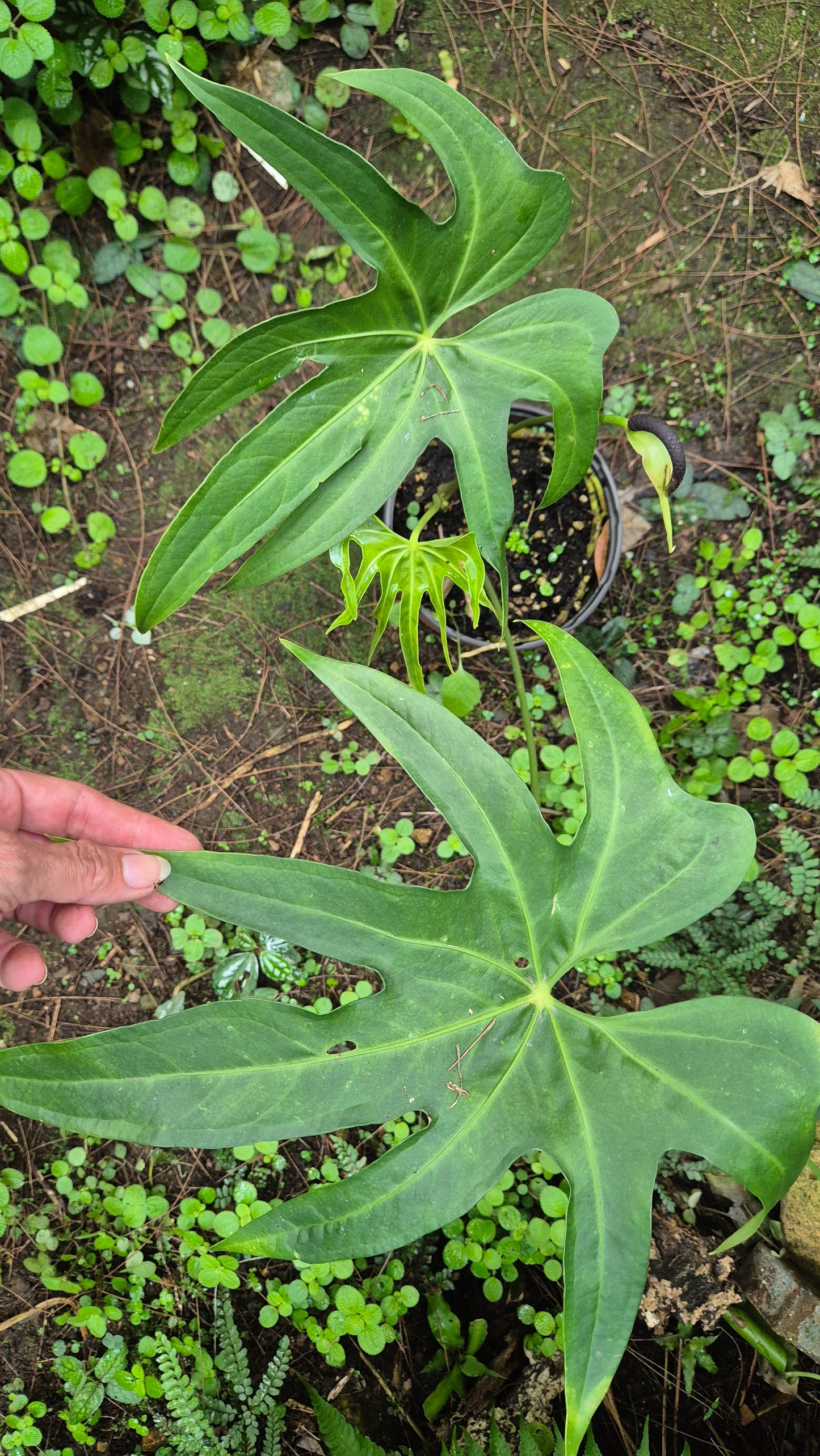 Anthurium feuille