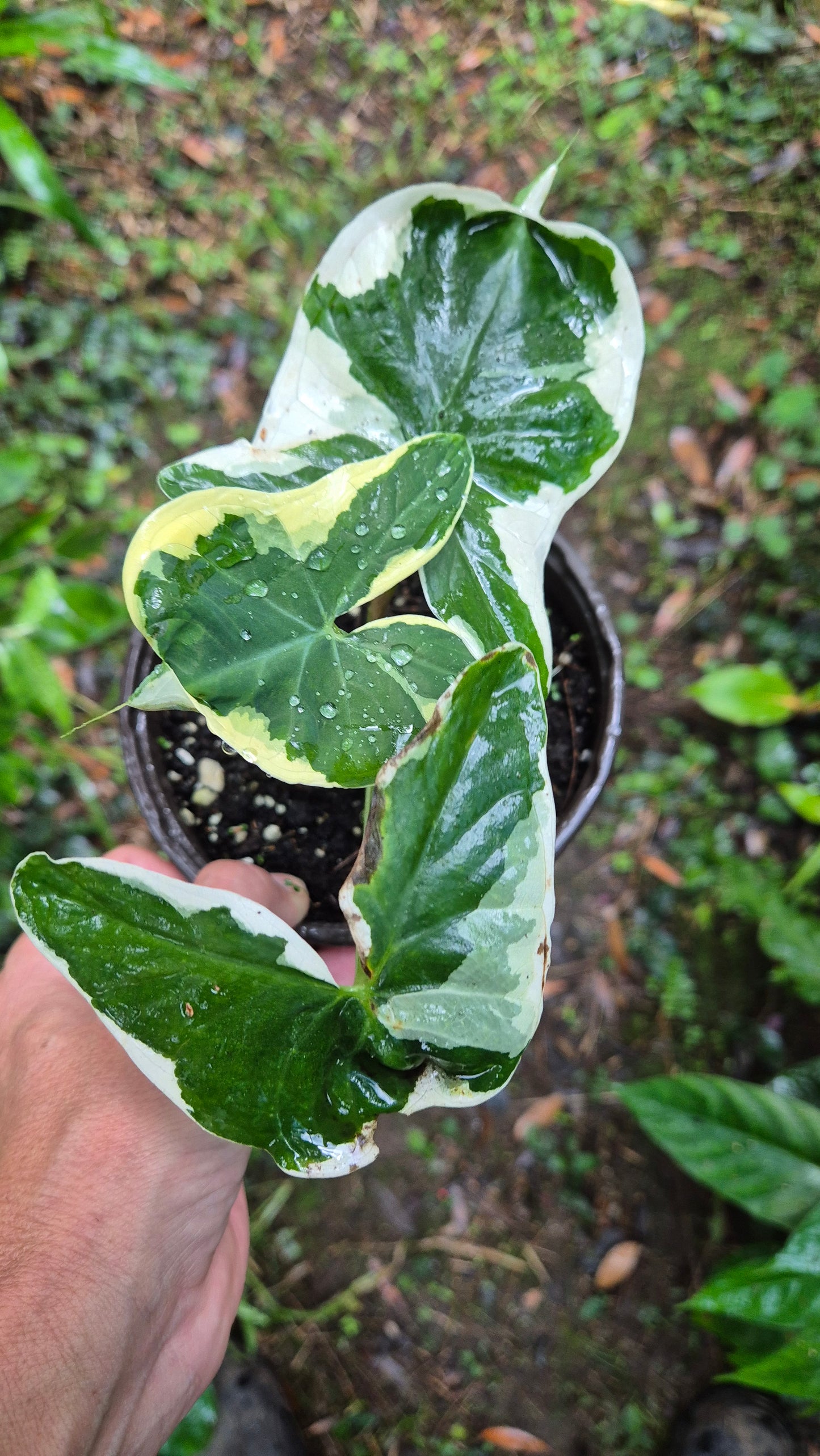 Xanthosoma sagittifolium