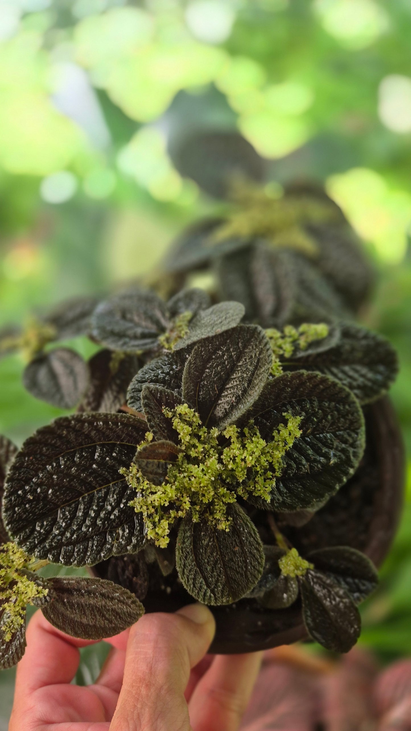 Pilea nummulariifolia
