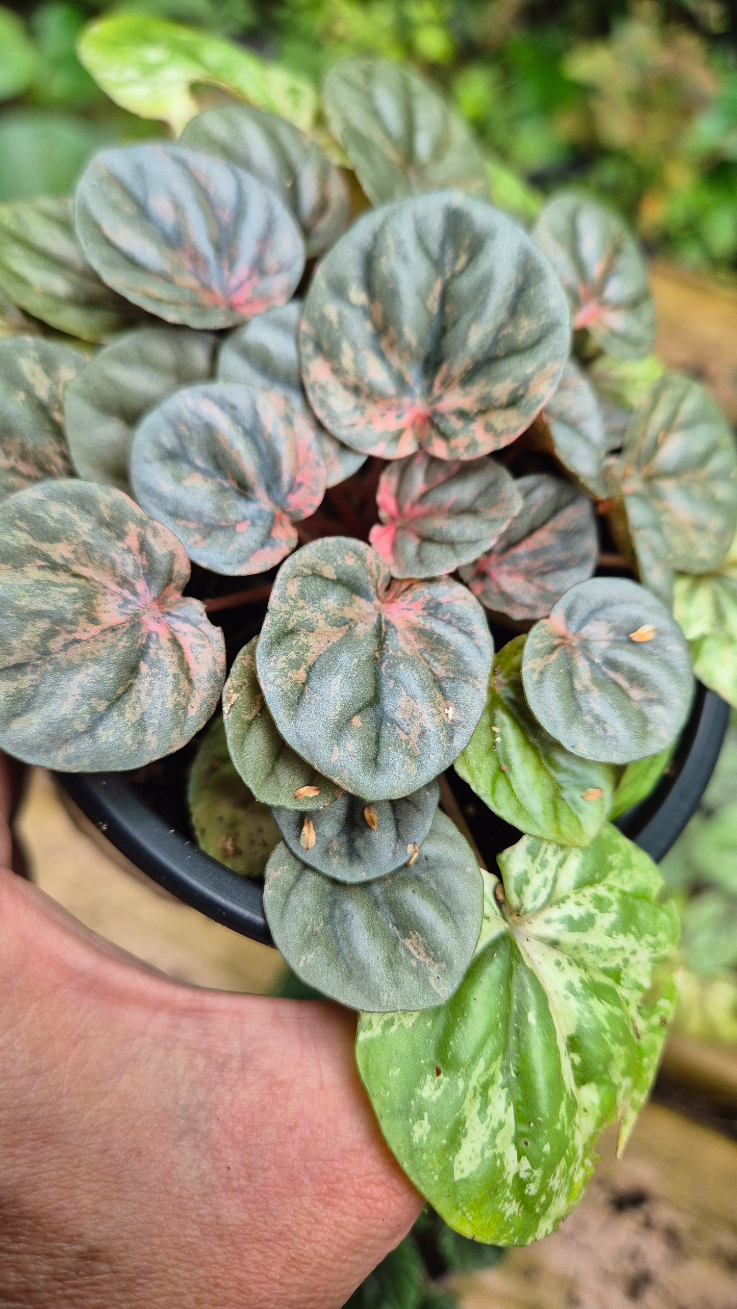 Peperomia rose