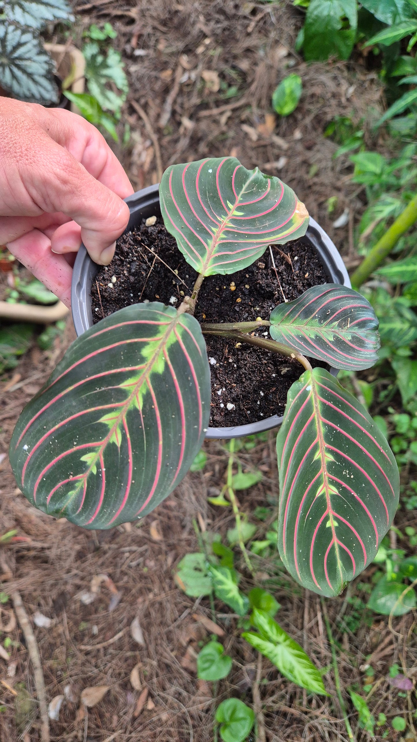 Maranta leuconeura