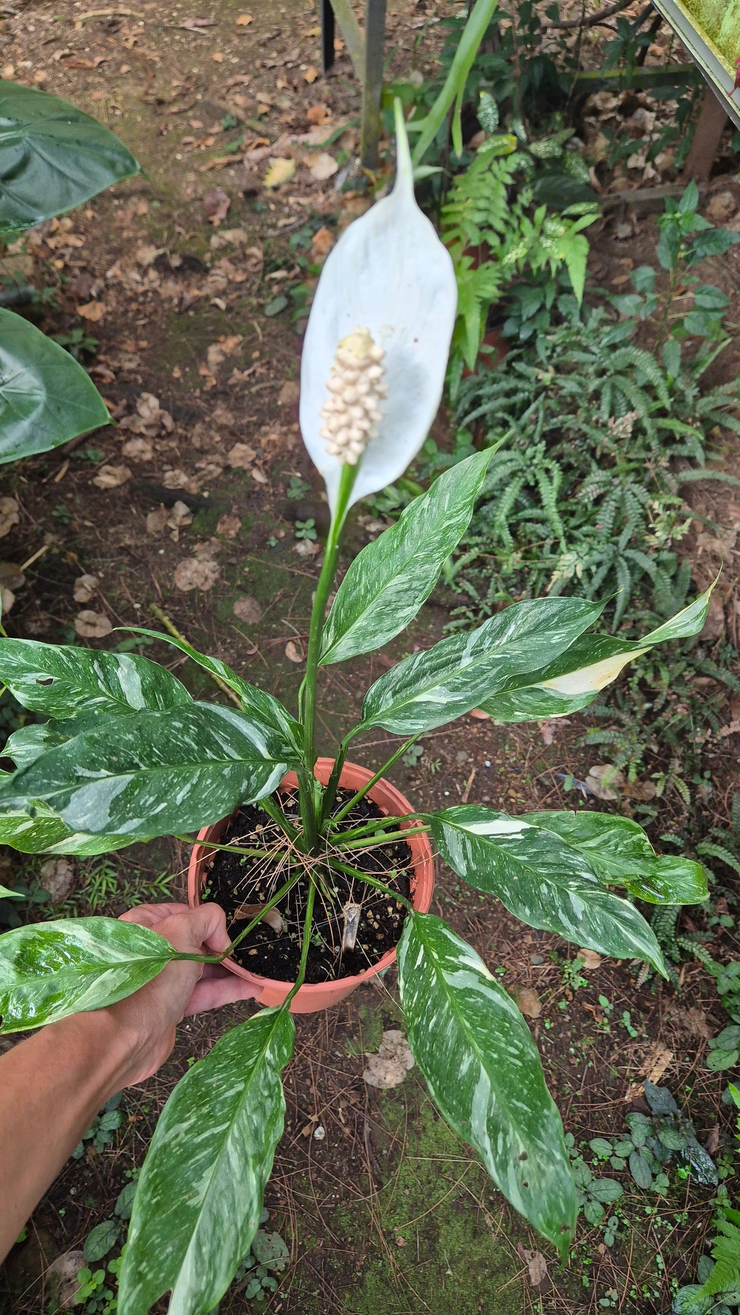 Spathiphyllum panaché