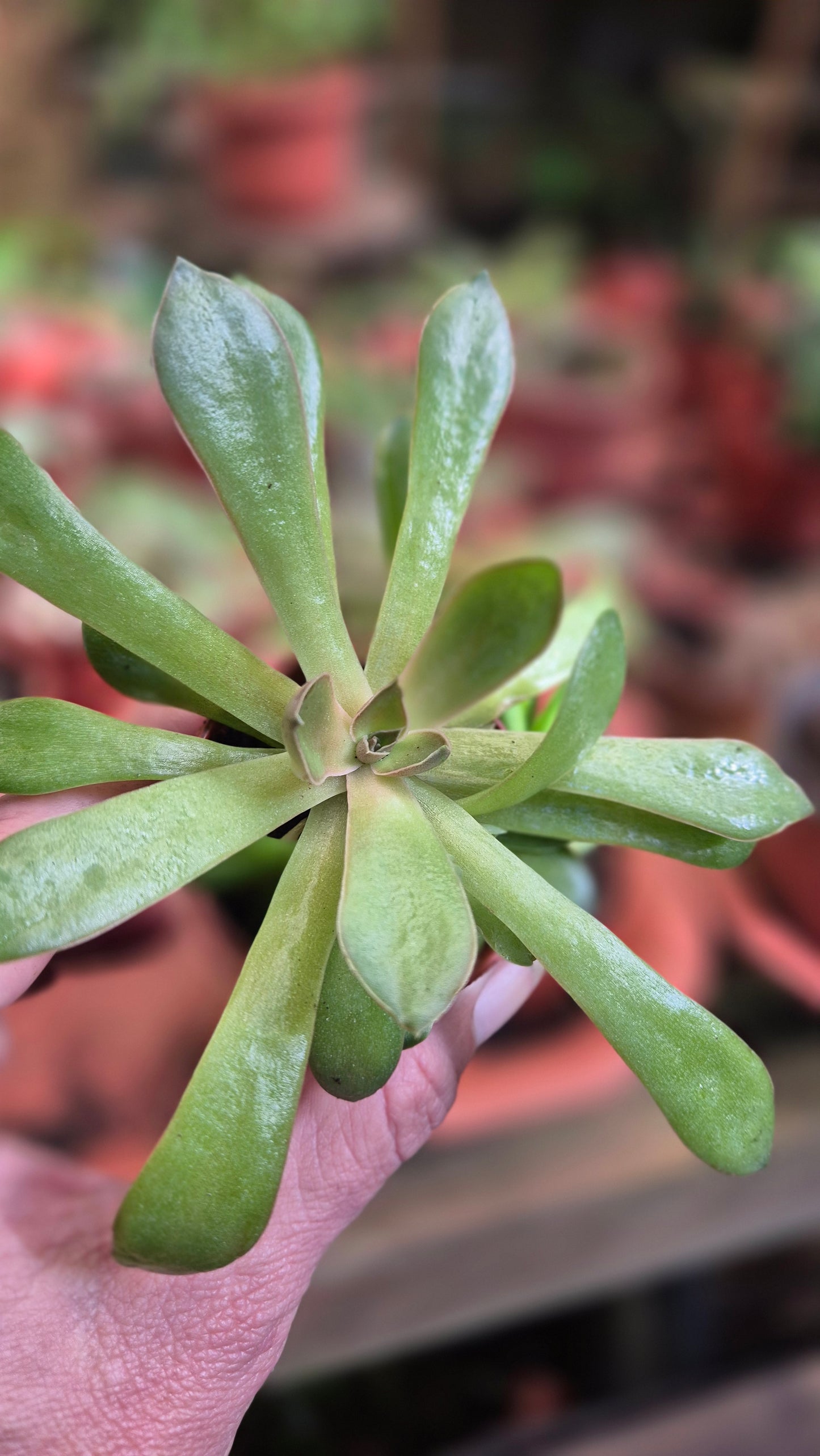 Echeveria marron mini pot