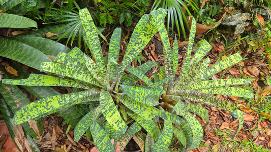 Bromelia vriesea