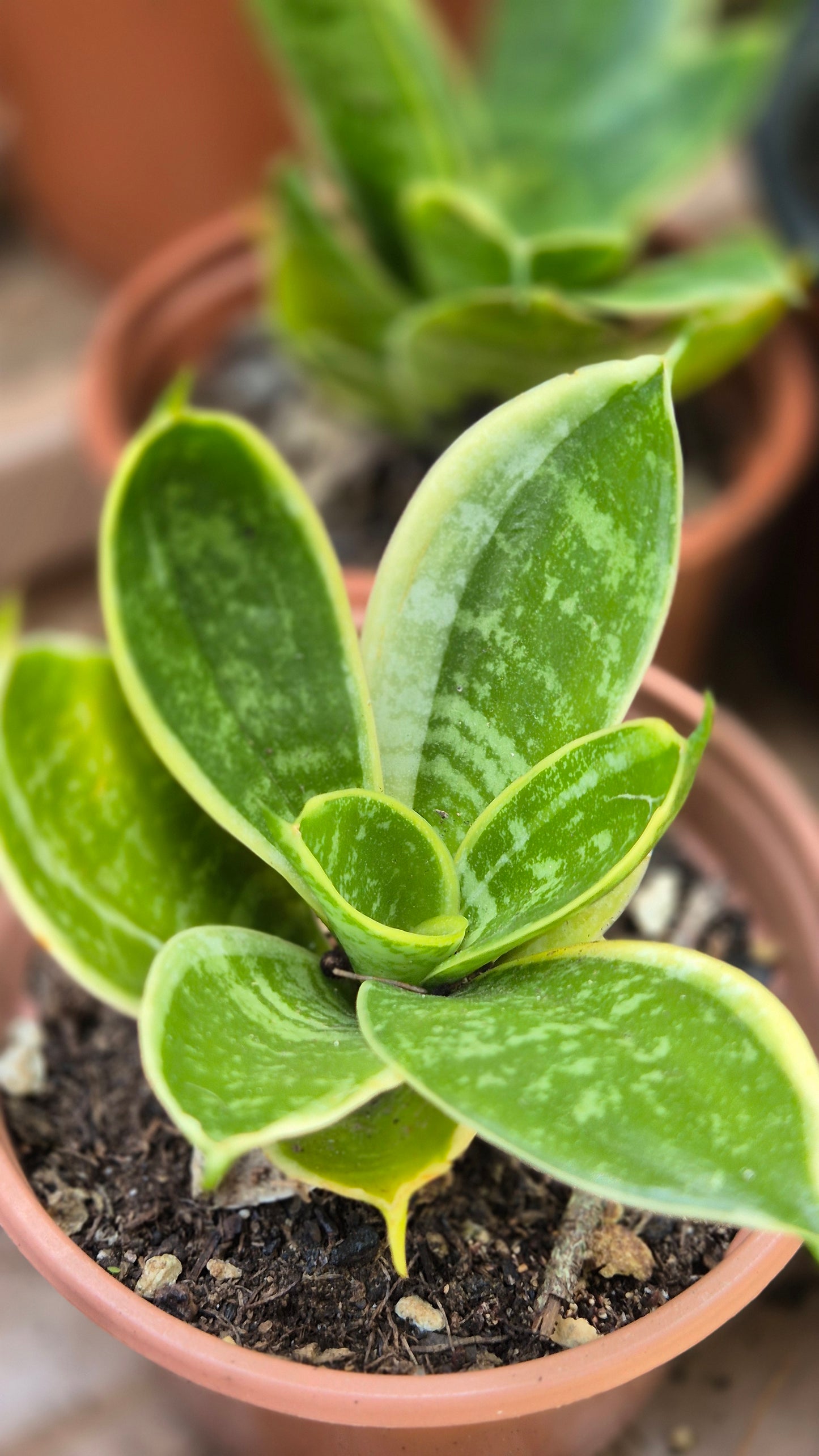 Sanseveria naine panachée