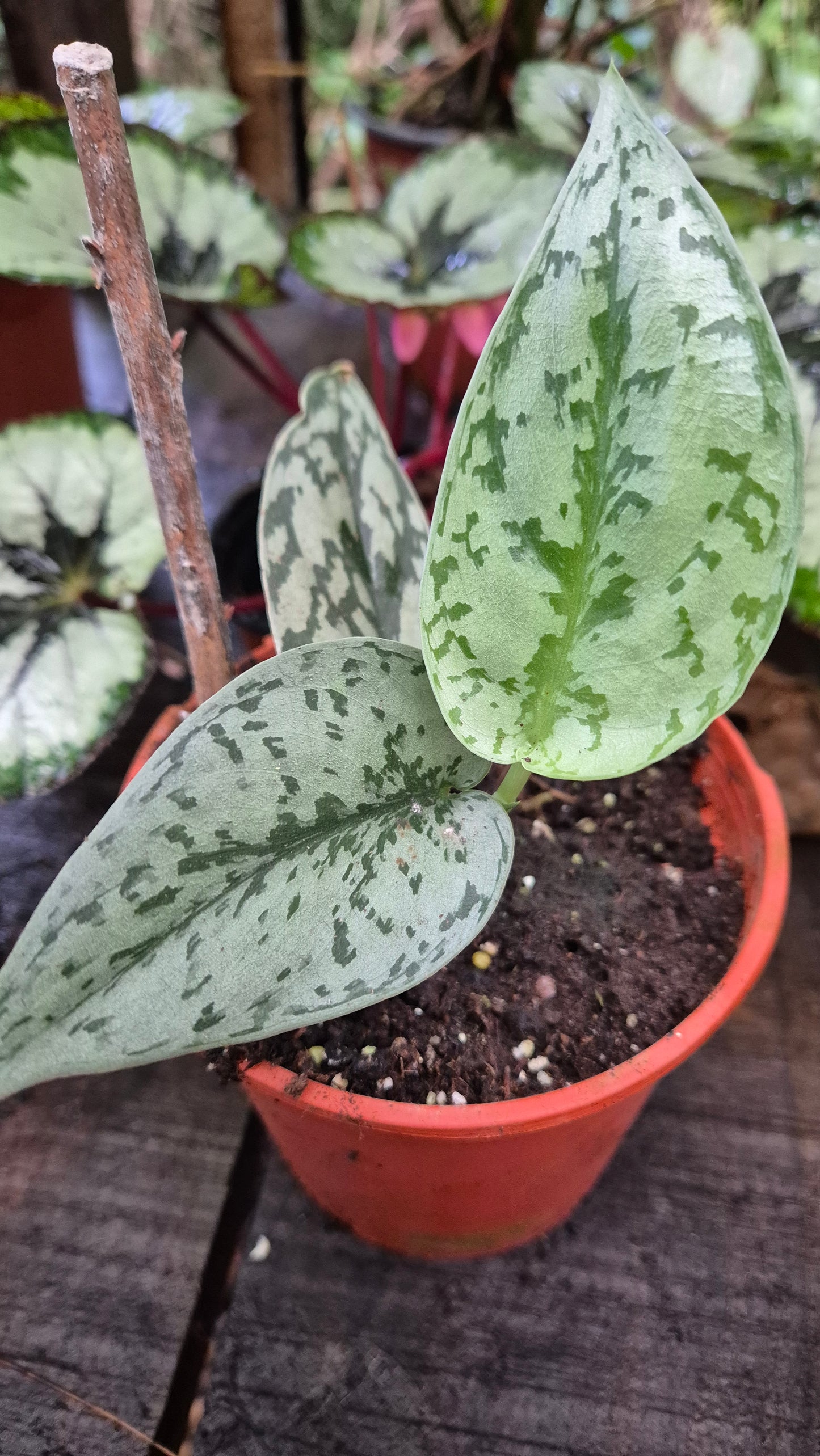 Scindapsus sylver Lady