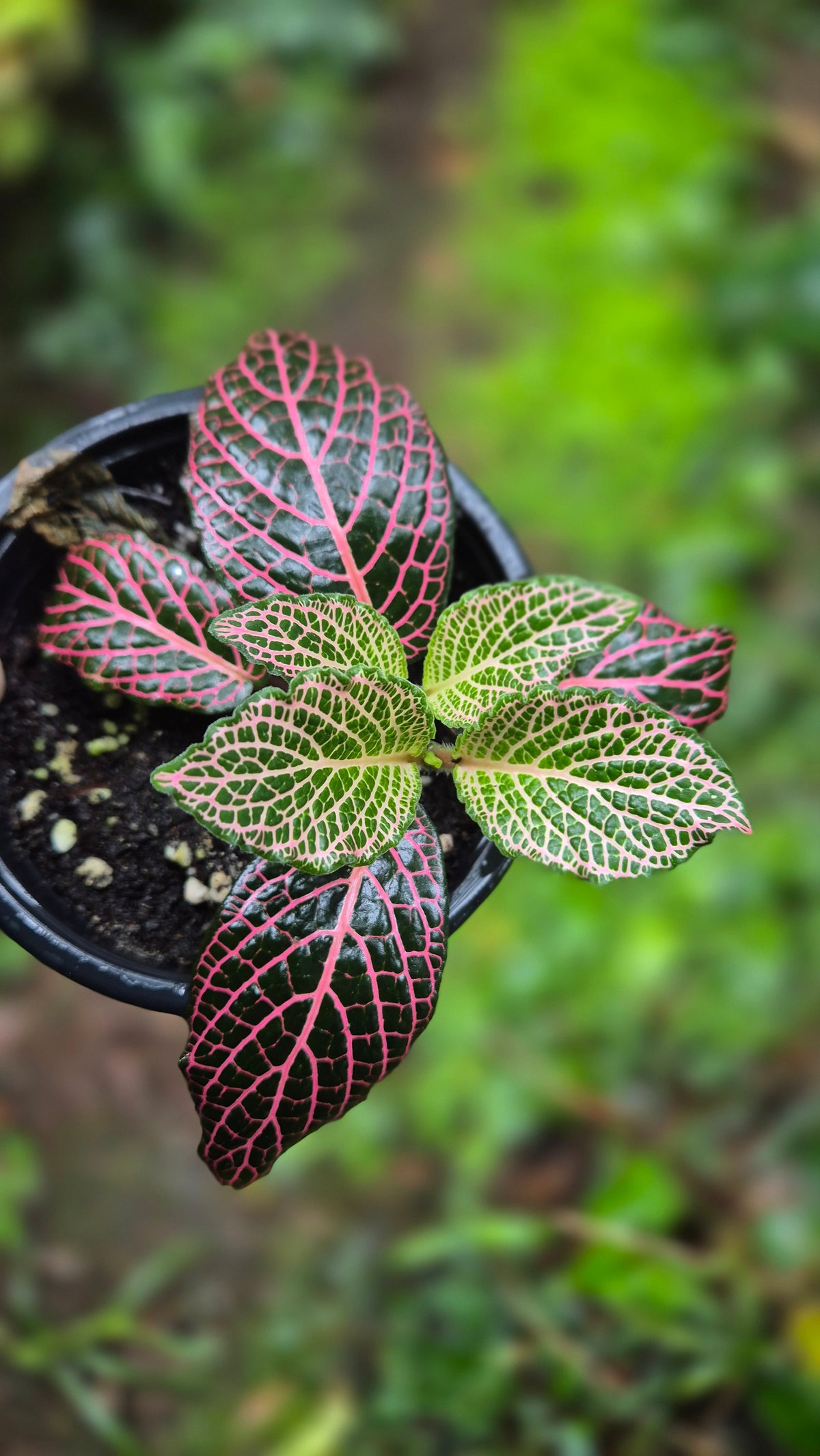 Fittonia Albivenis rose