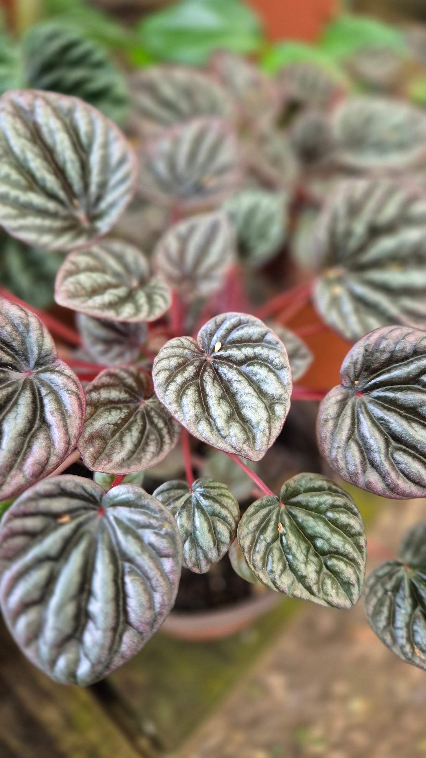 Peperomia carperata bordeaux 1L