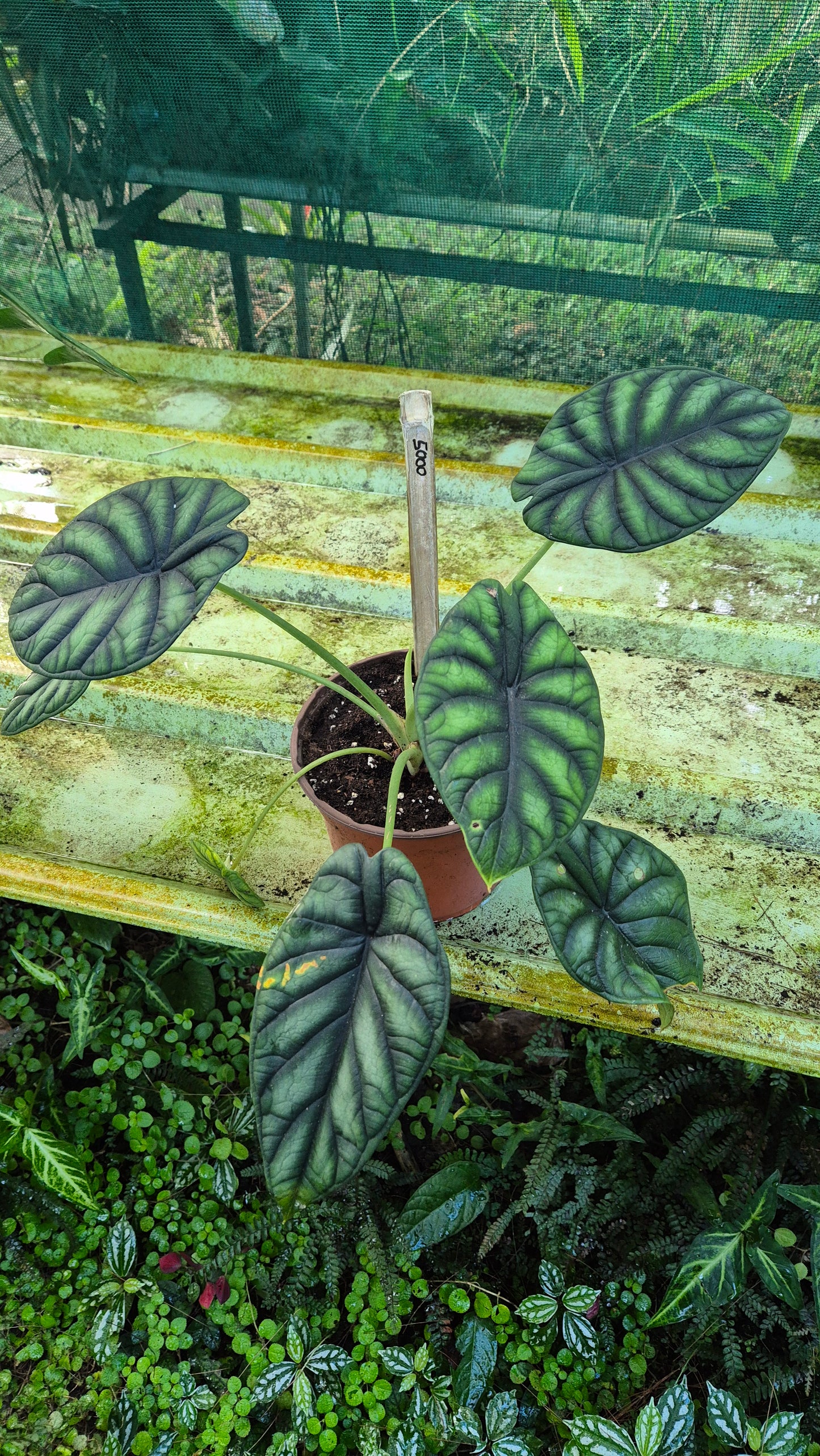A.Dragon skale