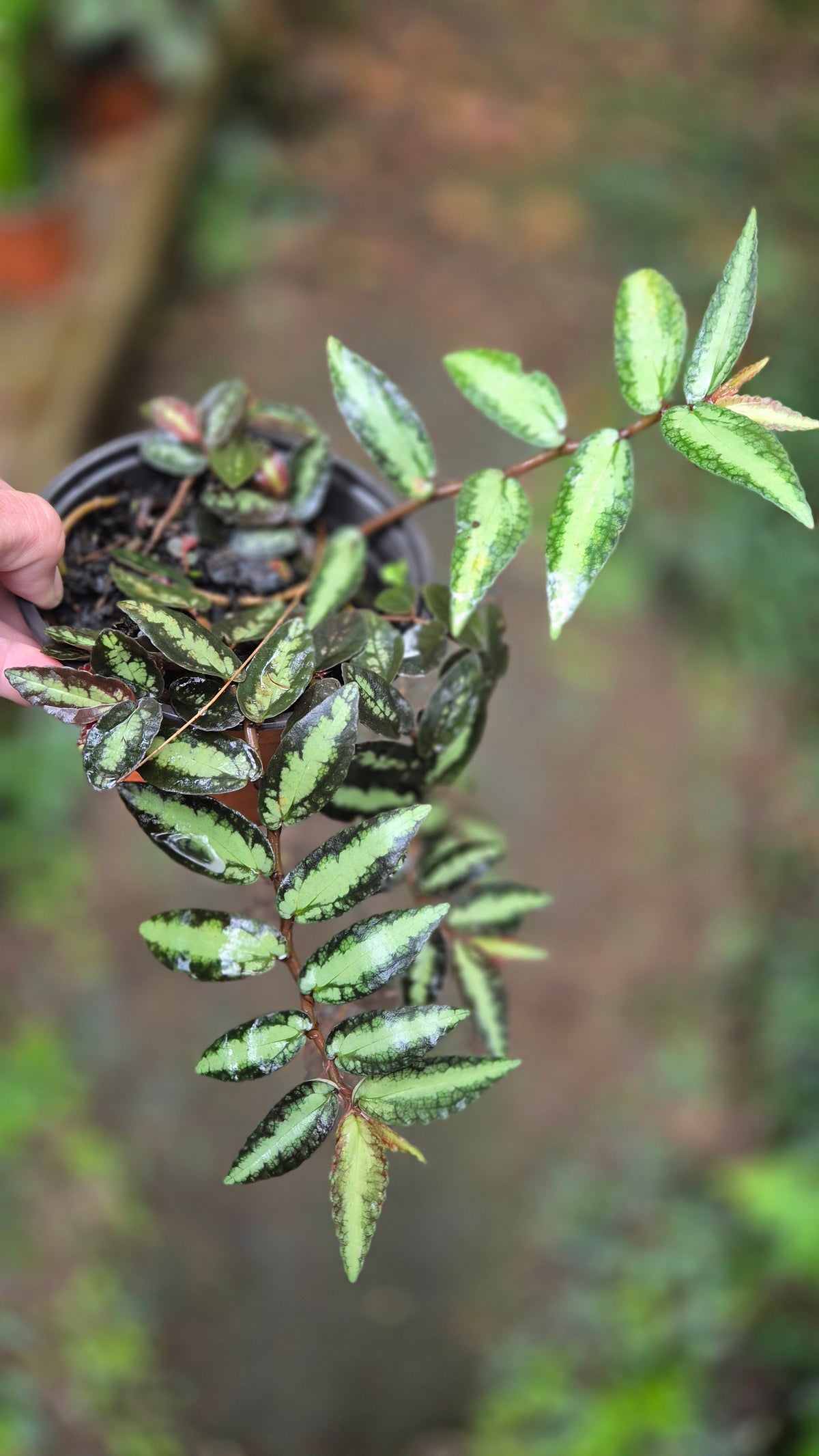 Pellionia