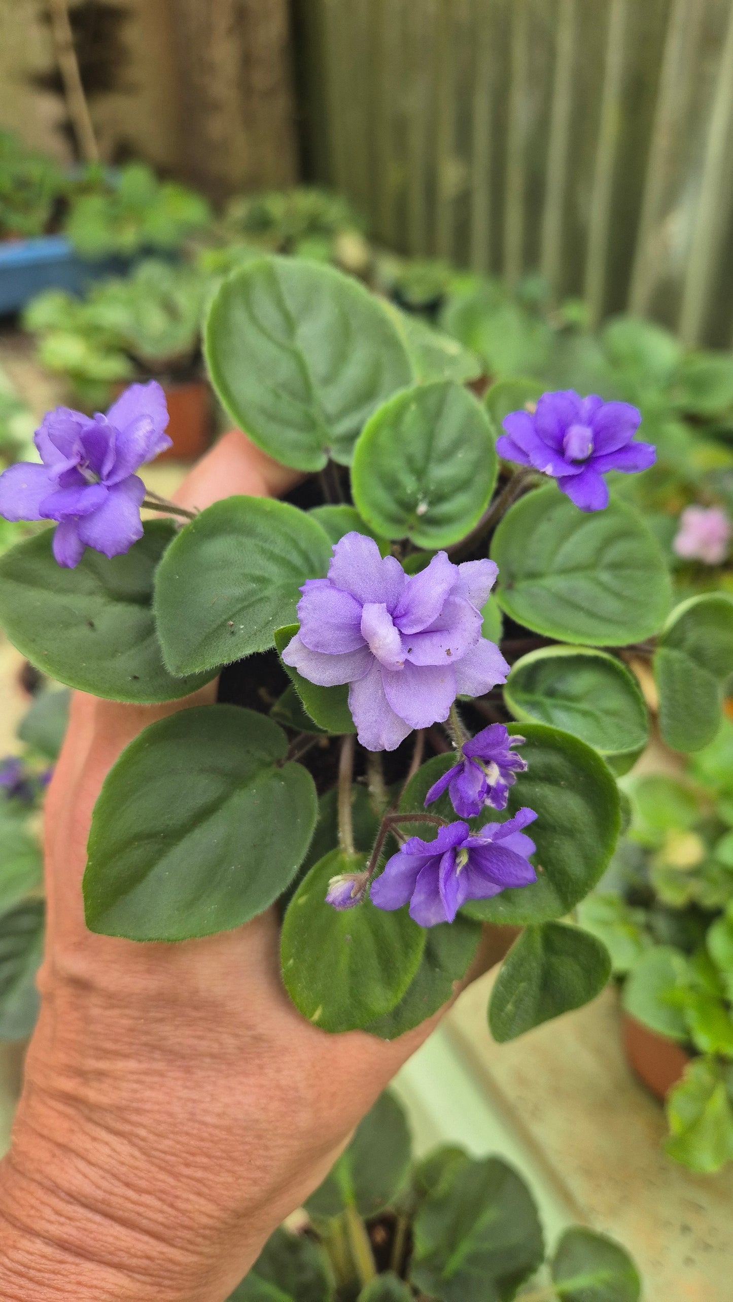 Saintpaulia miniature bleu